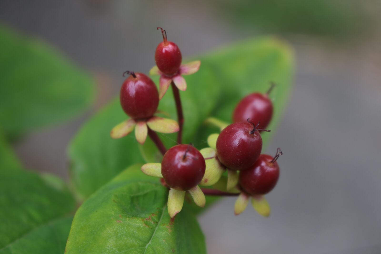 Canon EOS 750D (EOS Rebel T6i / EOS Kiss X8i) sample photo. Plant, autumn, nature photography