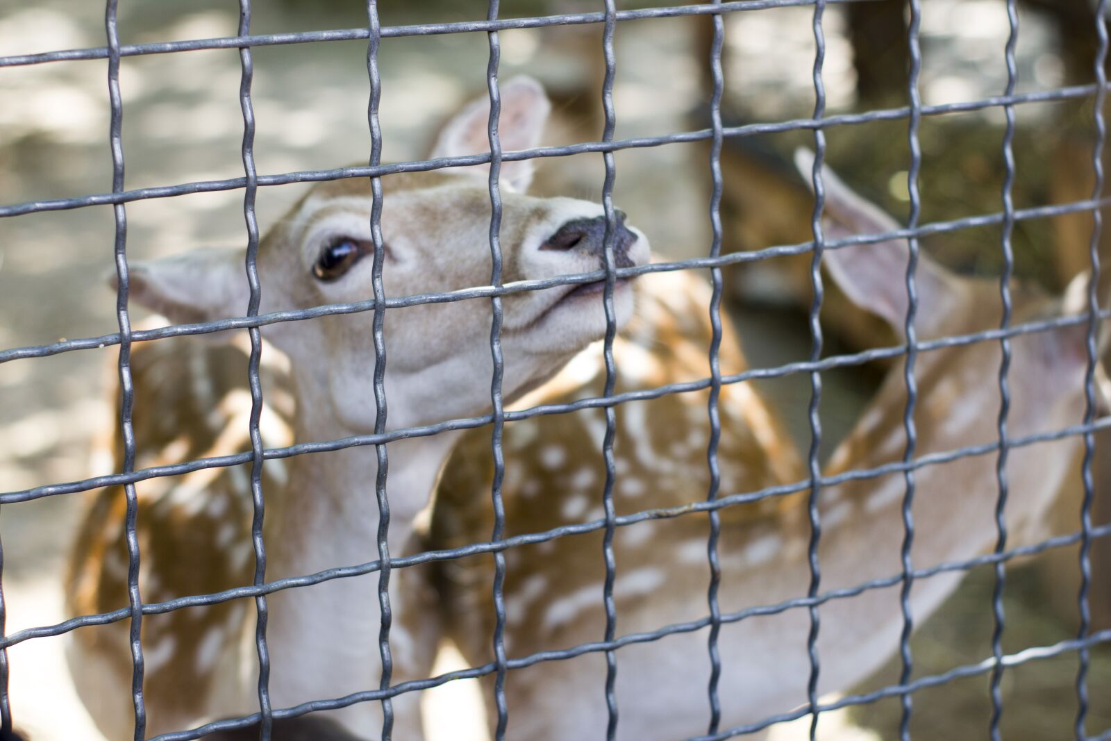 Canon EOS 550D (EOS Rebel T2i / EOS Kiss X4) sample photo. Antelope, zoo, antelope in photography
