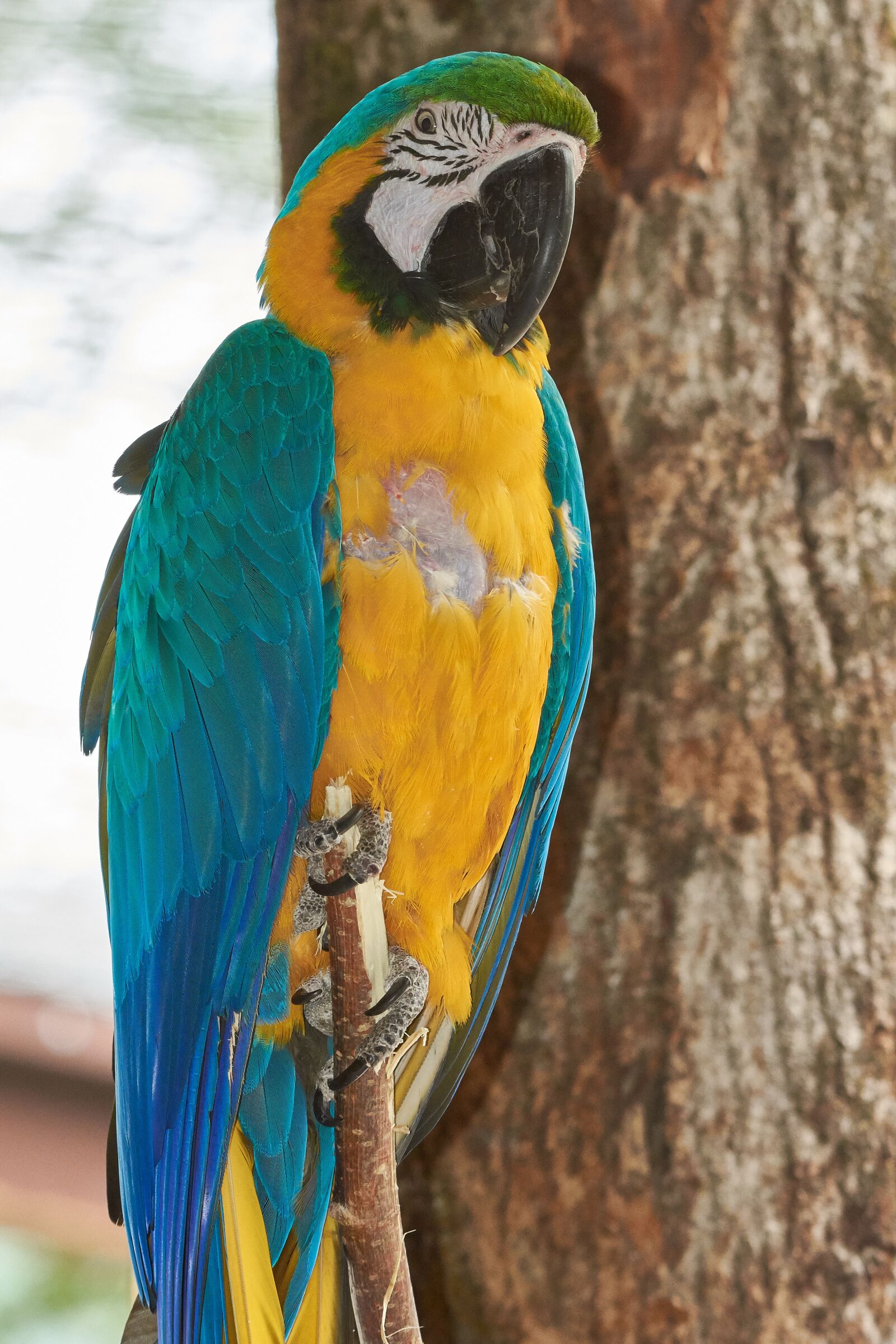 Nikon AF-S Nikkor 200-500mm F5.6E ED VR sample photo. Parrot, aras, bird photography