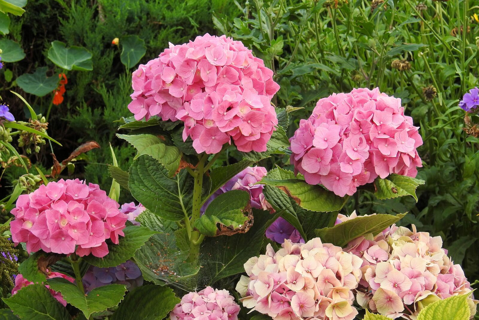 Nikon Coolpix P900 sample photo. Hydrangeas, flowers, pink photography