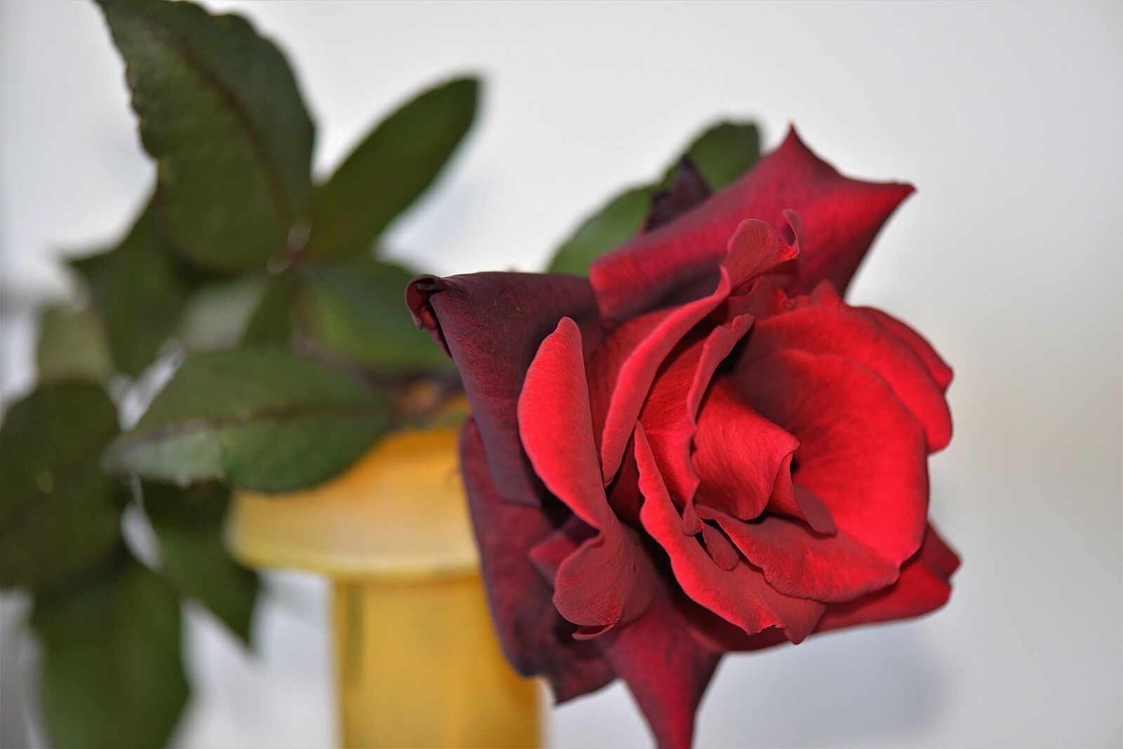 Nikon D610 sample photo. Blossom, bloom, rose bloom photography