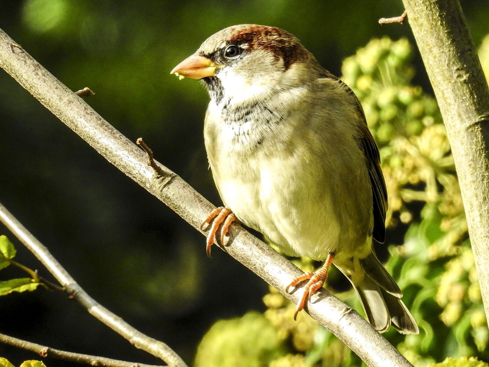 Nikon Coolpix P900 sample photo. House sparrow, sperling, bird photography