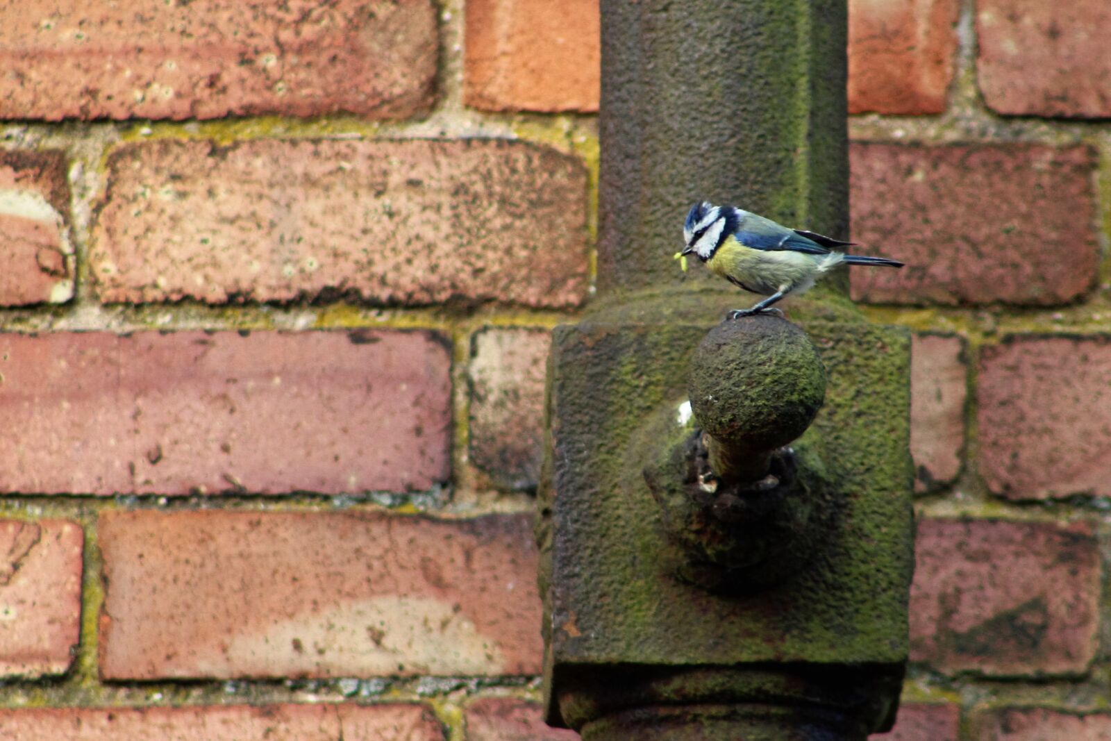 Canon EOS 1300D (EOS Rebel T6 / EOS Kiss X80) + Canon EF 75-300mm f/4-5.6 sample photo. Bird, drainpipe, wall photography