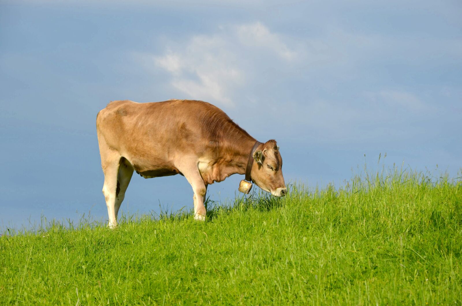 Nikon D5100 sample photo. Milk cow, allg u photography