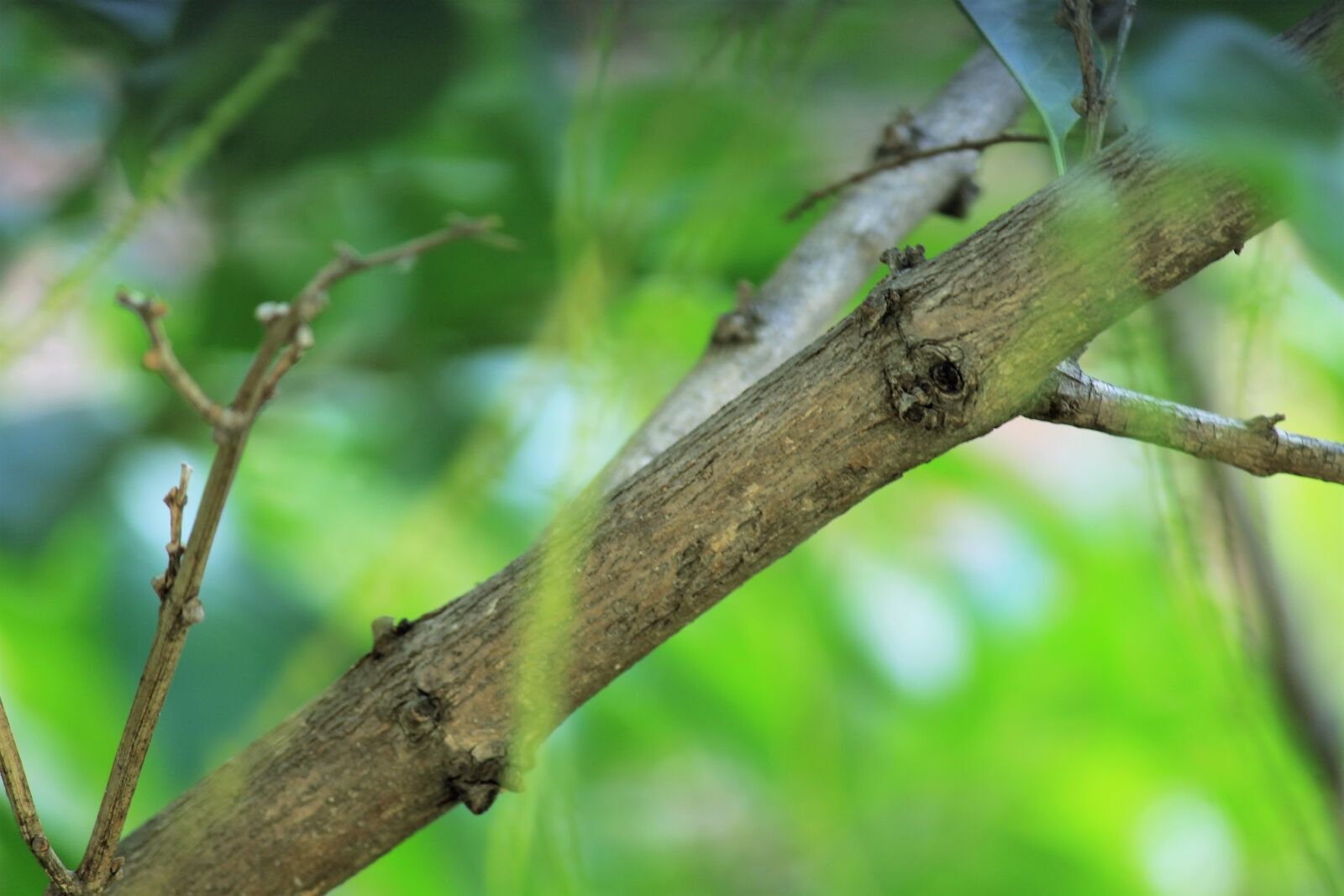 Canon EOS 1300D (EOS Rebel T6 / EOS Kiss X80) sample photo. Branch, evergreen, nature, tree photography