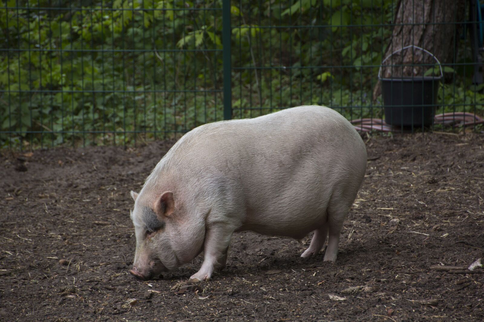 Canon EOS 60D sample photo. Pig, animal, cute photography