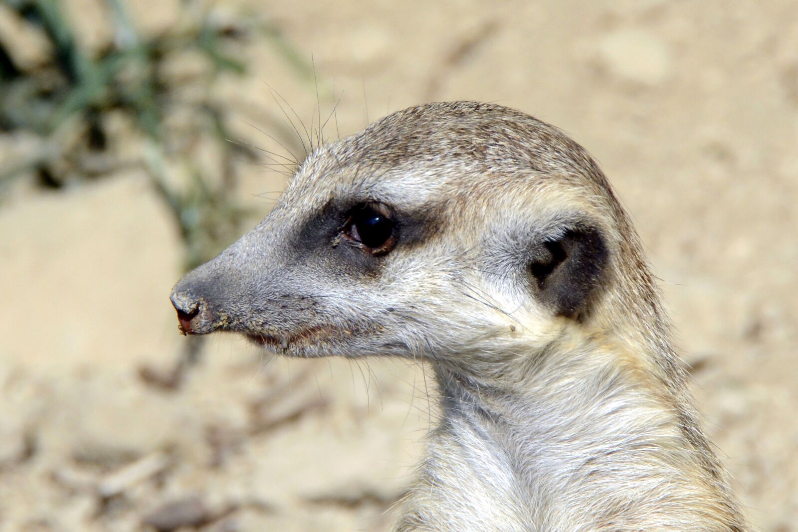Nikon D7100 sample photo. Meerkat, animal, cute photography