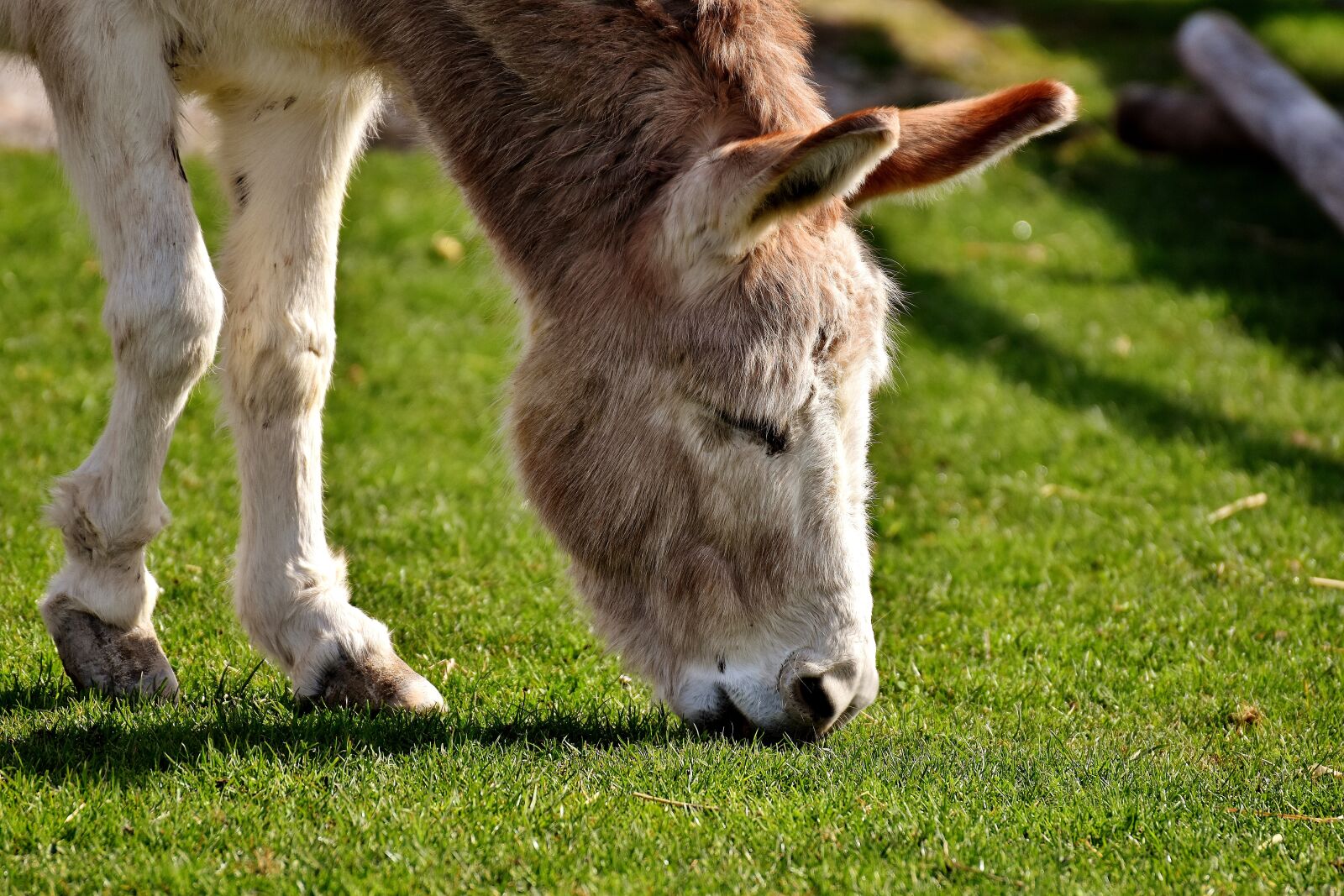 Nikon D7200 sample photo. Donkey, animal, beast of photography