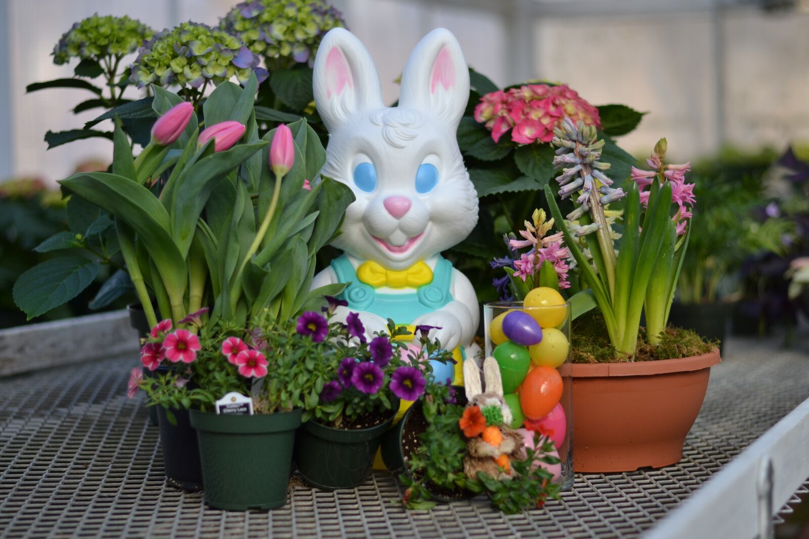 Nikon D3100 sample photo. Easter, flower, plants photography