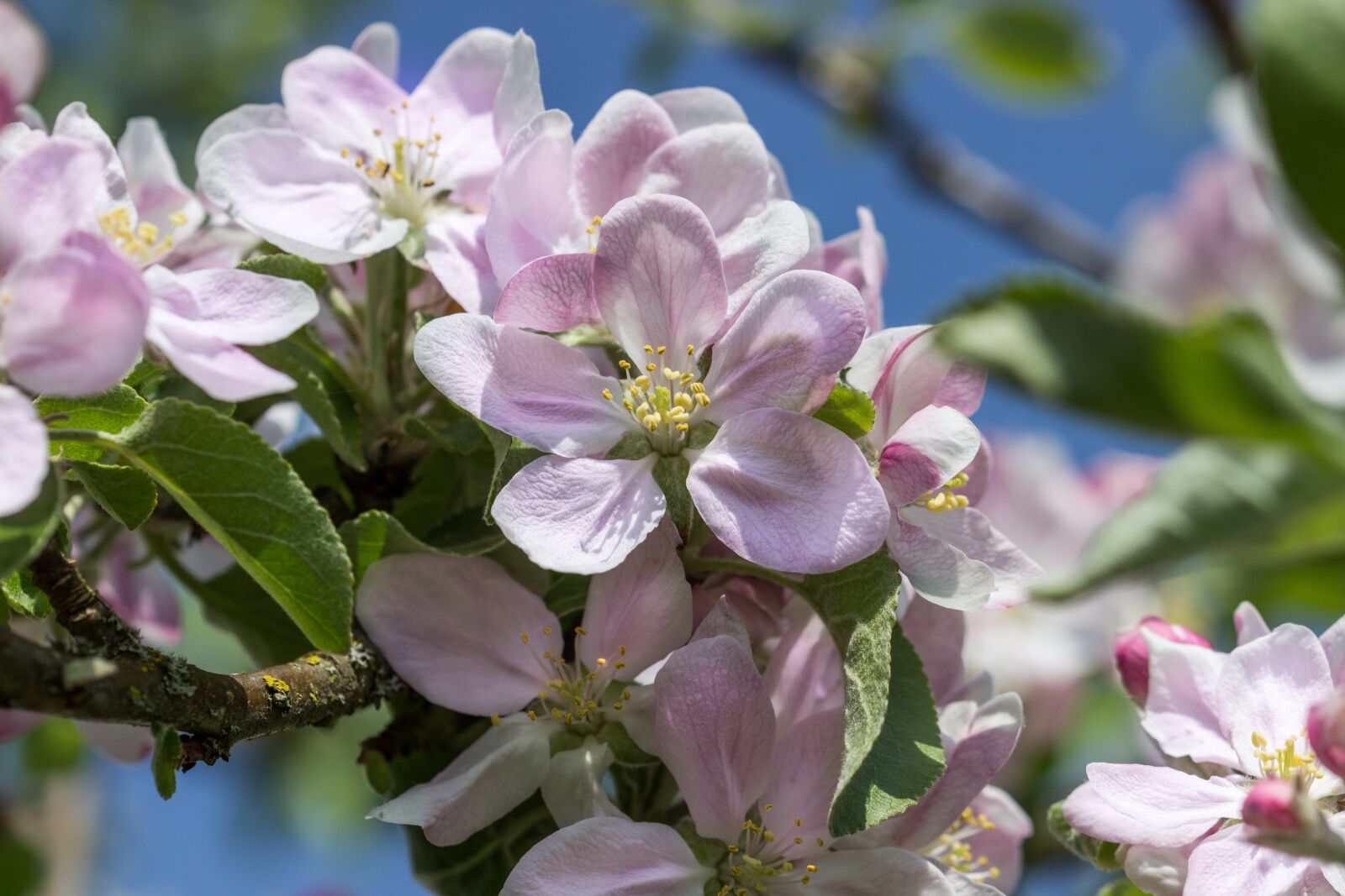 Canon EOS 600D (Rebel EOS T3i / EOS Kiss X5) sample photo. Flower, blossom, bloom photography