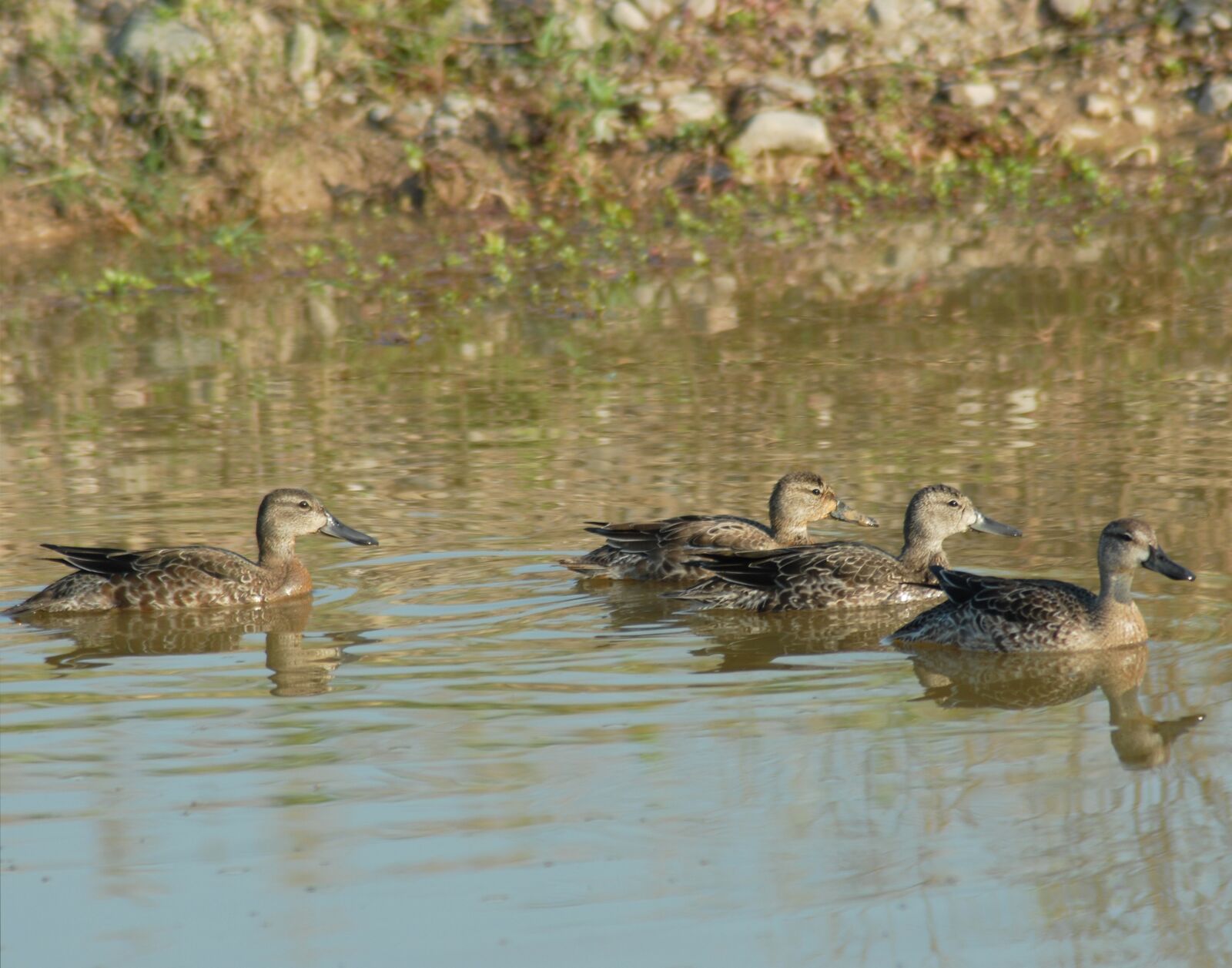 Nikon D200 sample photo. Ducks, ave, waterfowl photography