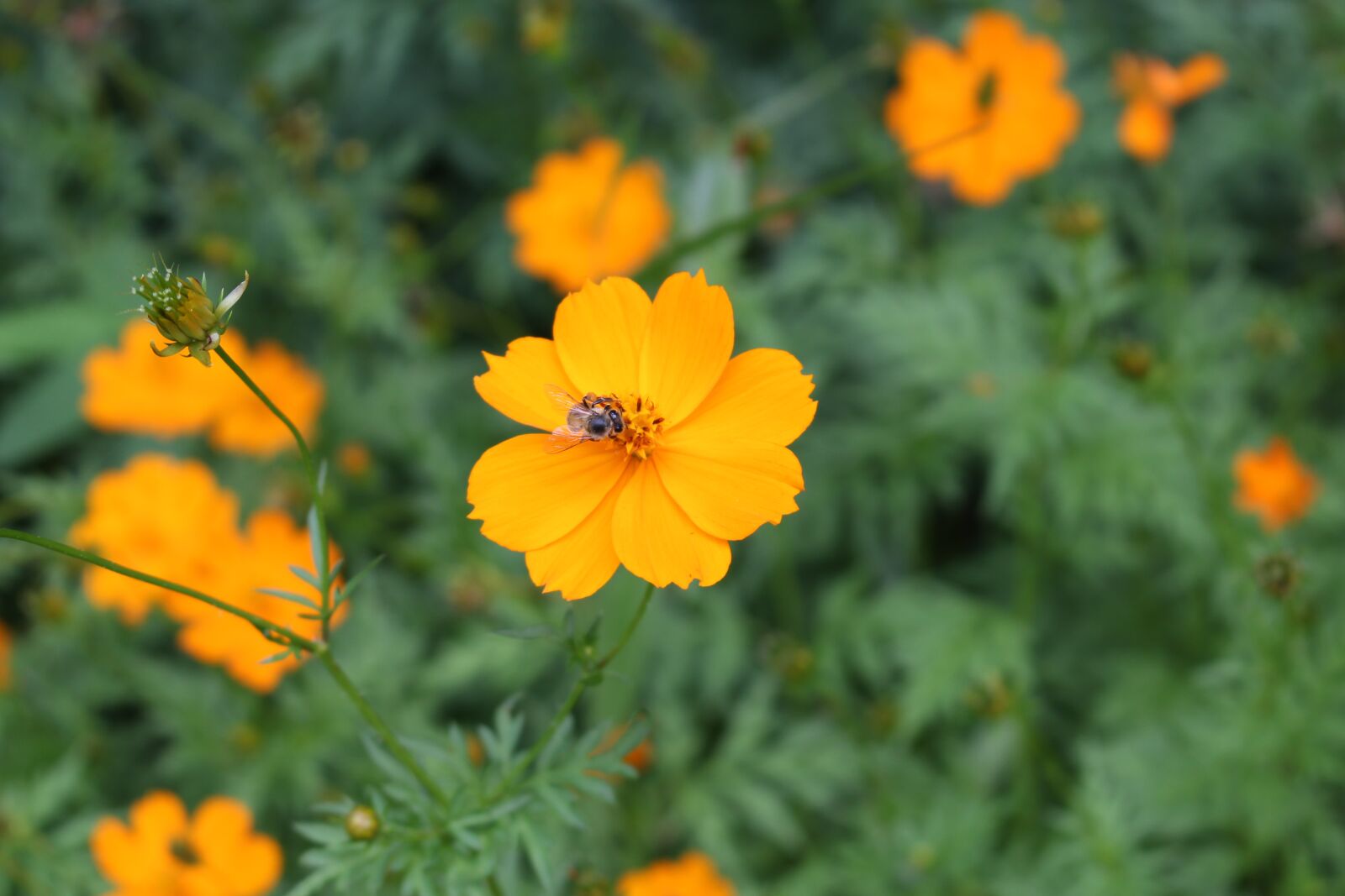 Canon EOS 700D (EOS Rebel T5i / EOS Kiss X7i) sample photo. Yellow cosmos, flower, yellow photography