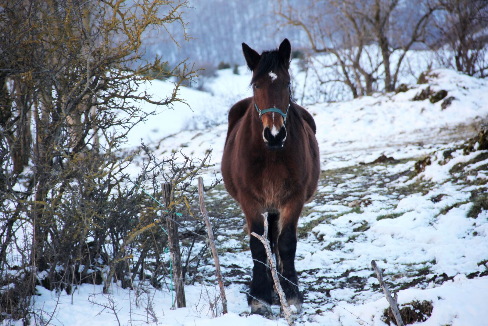 Canon EOS 550D (EOS Rebel T2i / EOS Kiss X4) sample photo. Horse, riding, snow photography
