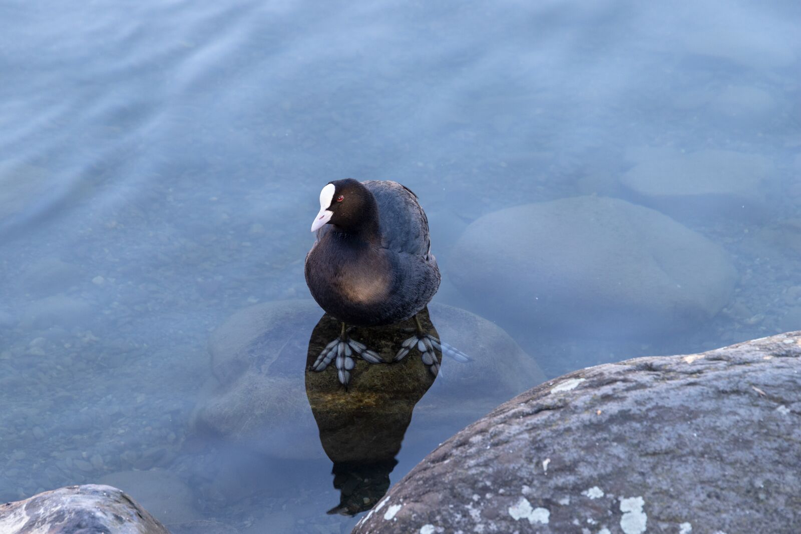 Canon EOS 6D Mark II sample photo. Ralle, taucherli, water bird photography