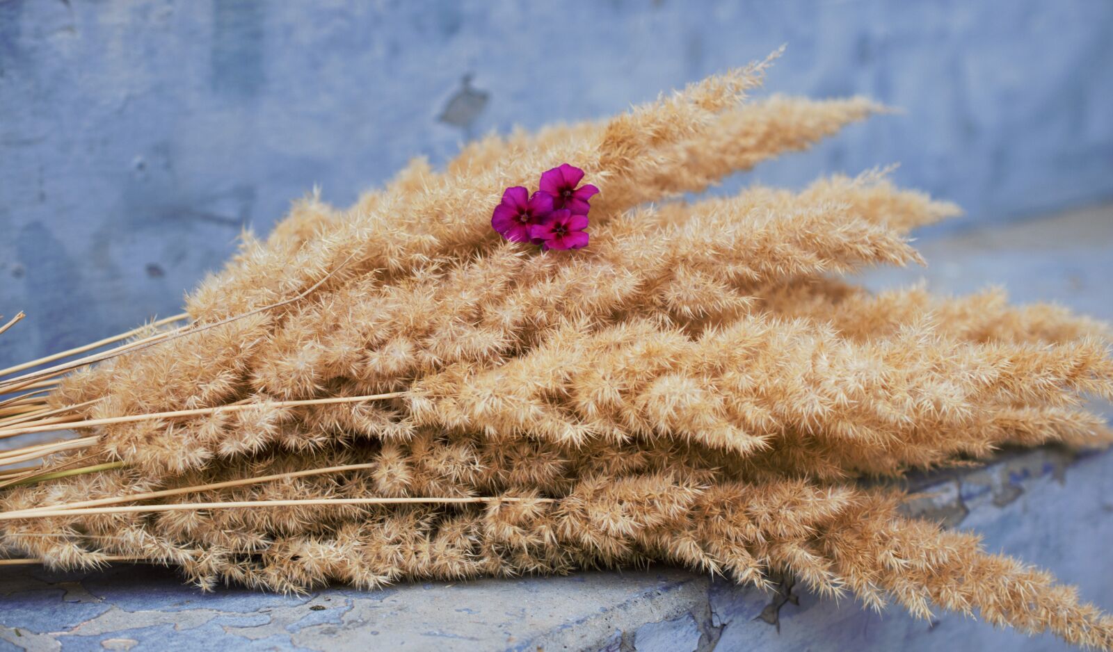 Nikon D5300 sample photo. Flowers, ciclamino, bouquet photography
