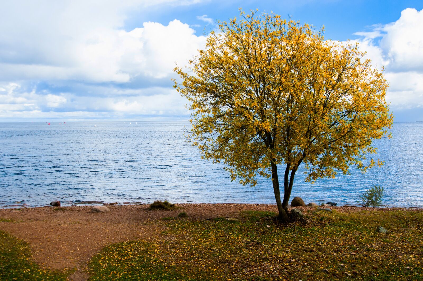 Nikon D300S sample photo. Nature, landscape, tree photography