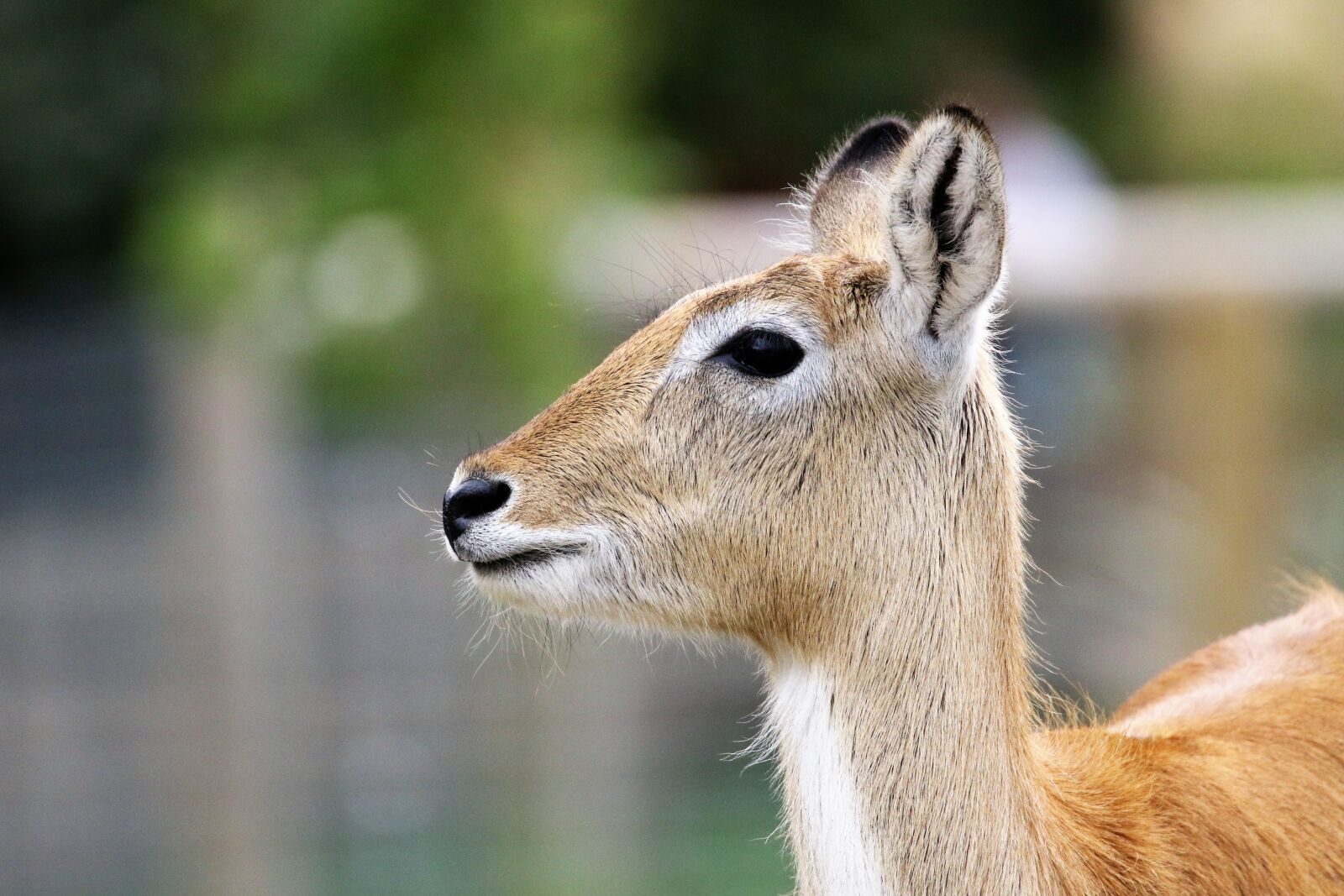 Canon EOS 7D Mark II sample photo. Deer, antelope, nature photography