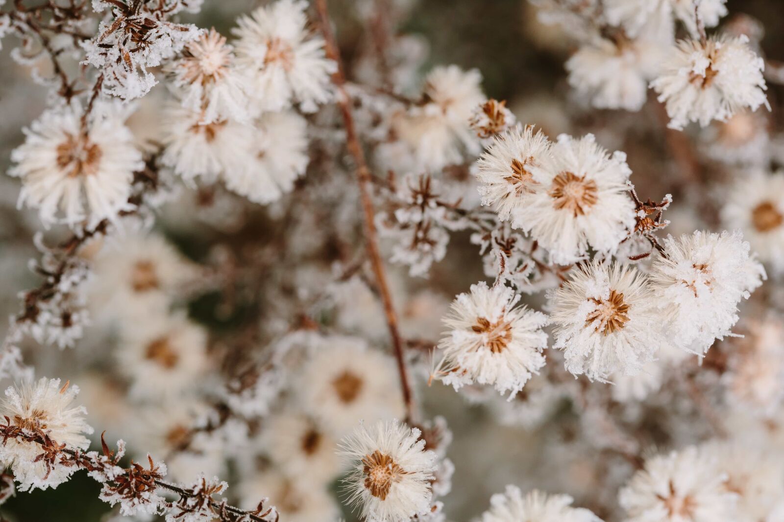 Canon EF 100mm F2.8 Macro USM sample photo. Branches, frost, ice, plant photography