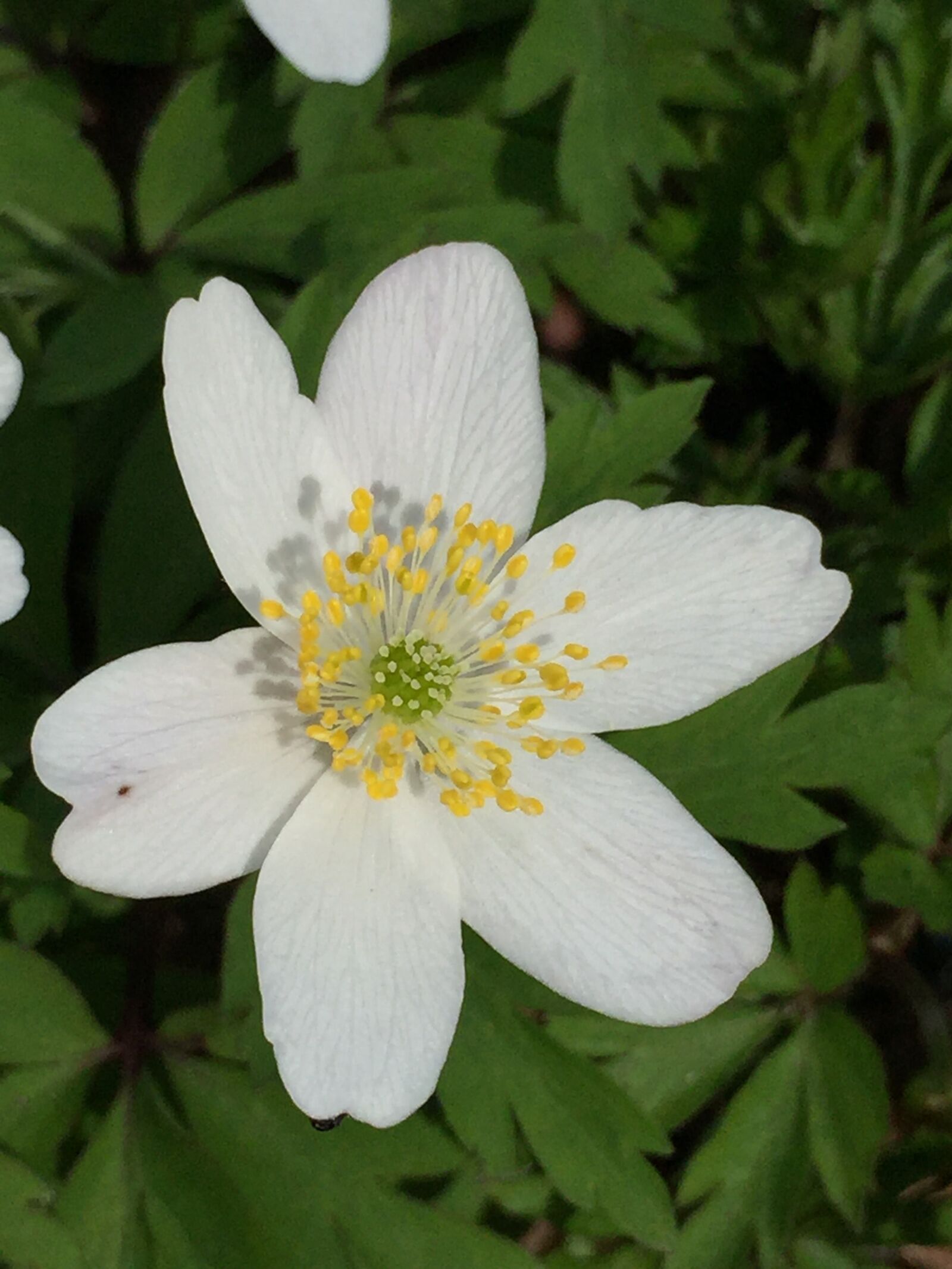 Apple iPhone 6 sample photo. Flower, anemone, white photography