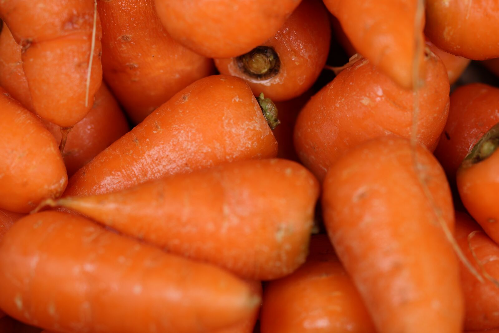 Canon EOS 750D (EOS Rebel T6i / EOS Kiss X8i) sample photo. Carrot, carrots, orange photography
