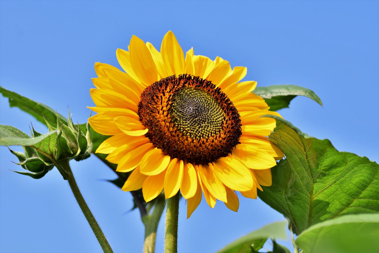 Nikon D7200 sample photo. Sunflower, flower, blossom photography