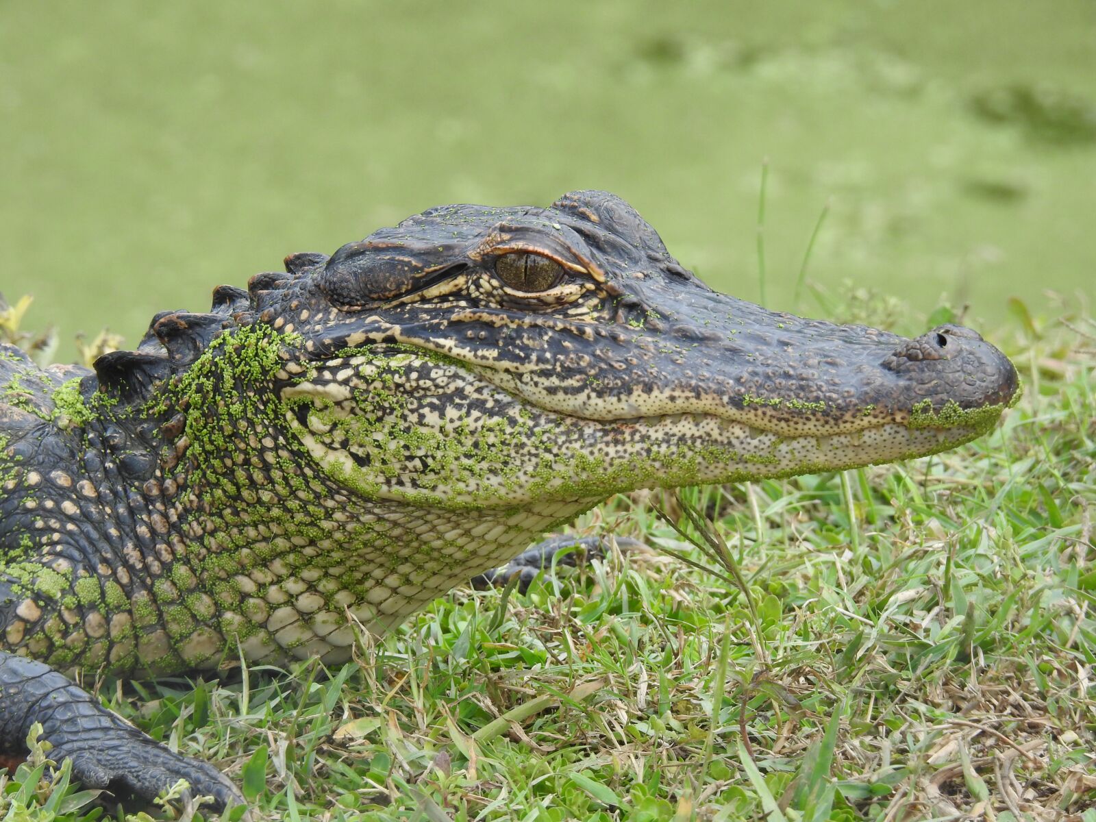 Nikon Coolpix P900 sample photo. Aligator, louisiana, alligator photography
