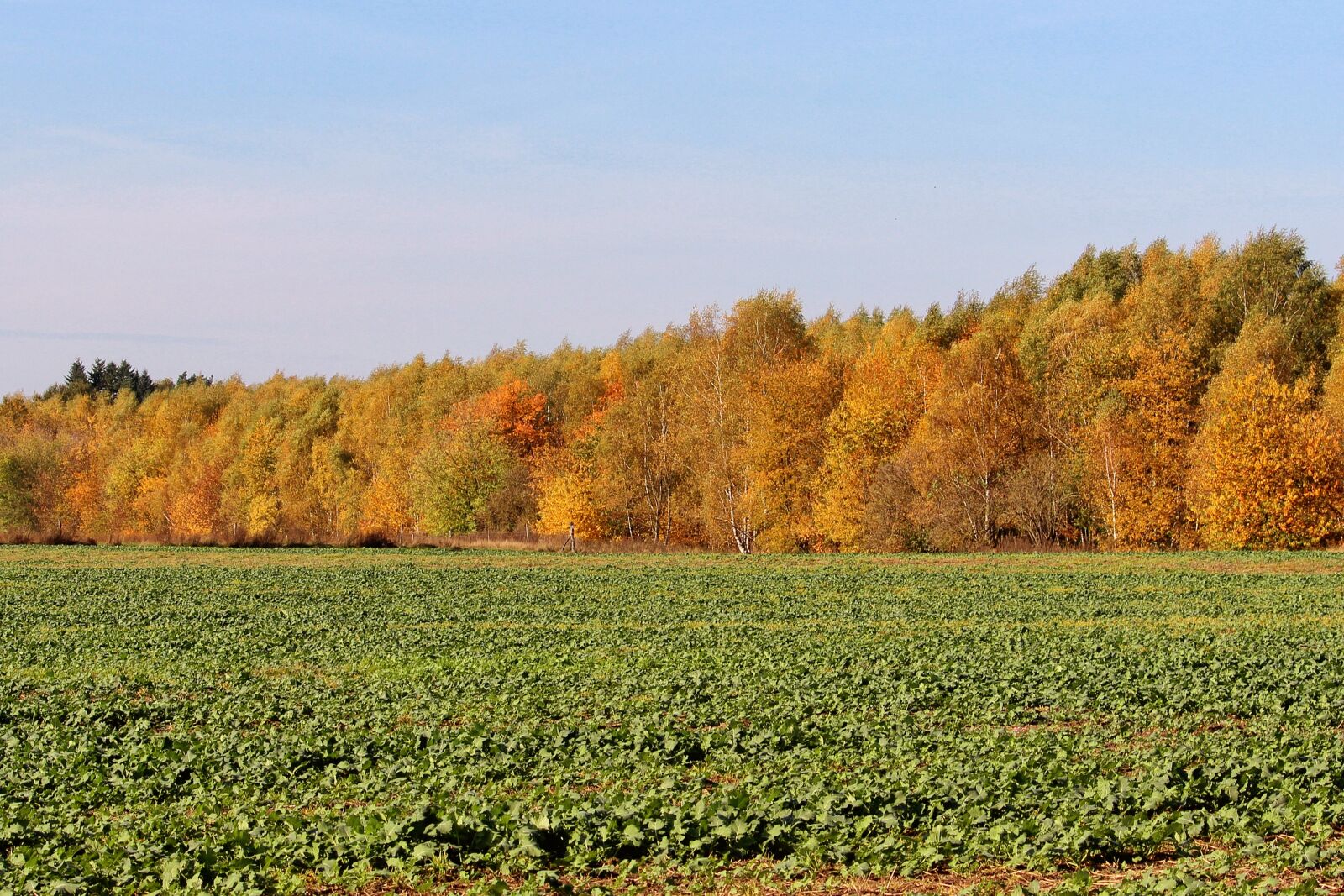 Canon EF-S 55-250mm F4-5.6 IS II sample photo. Autumn colours, trees, fall photography
