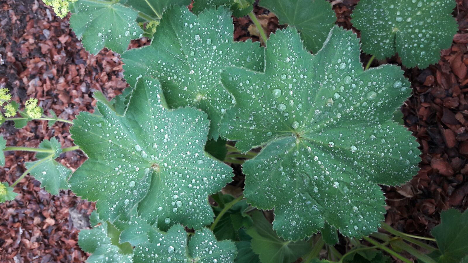 Samsung Galaxy A5(2016) sample photo. Vrouwenmantel, green, dew photography