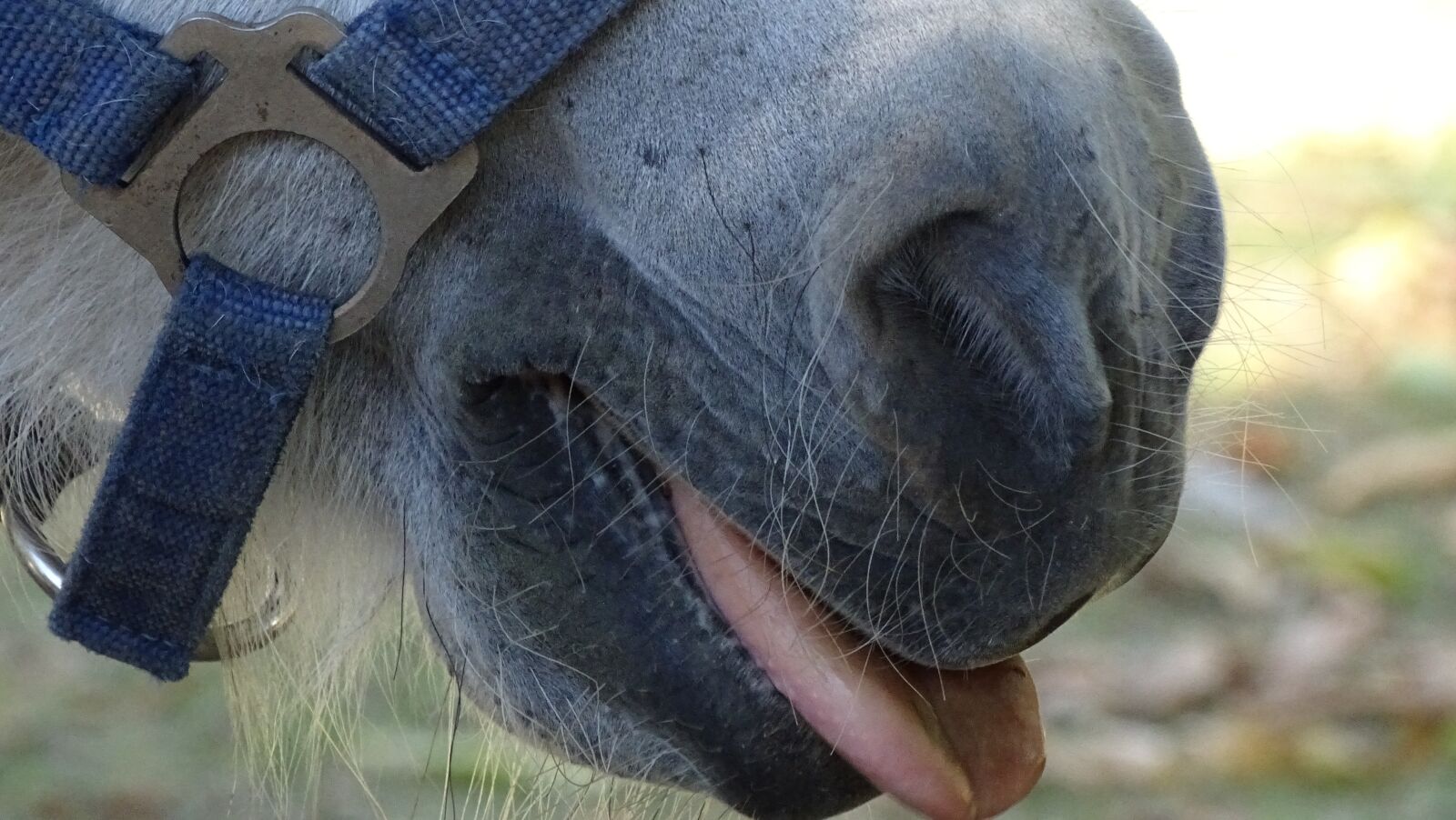 Sony Cyber-shot DSC-HX400V sample photo. Horse, tongue, animal photography