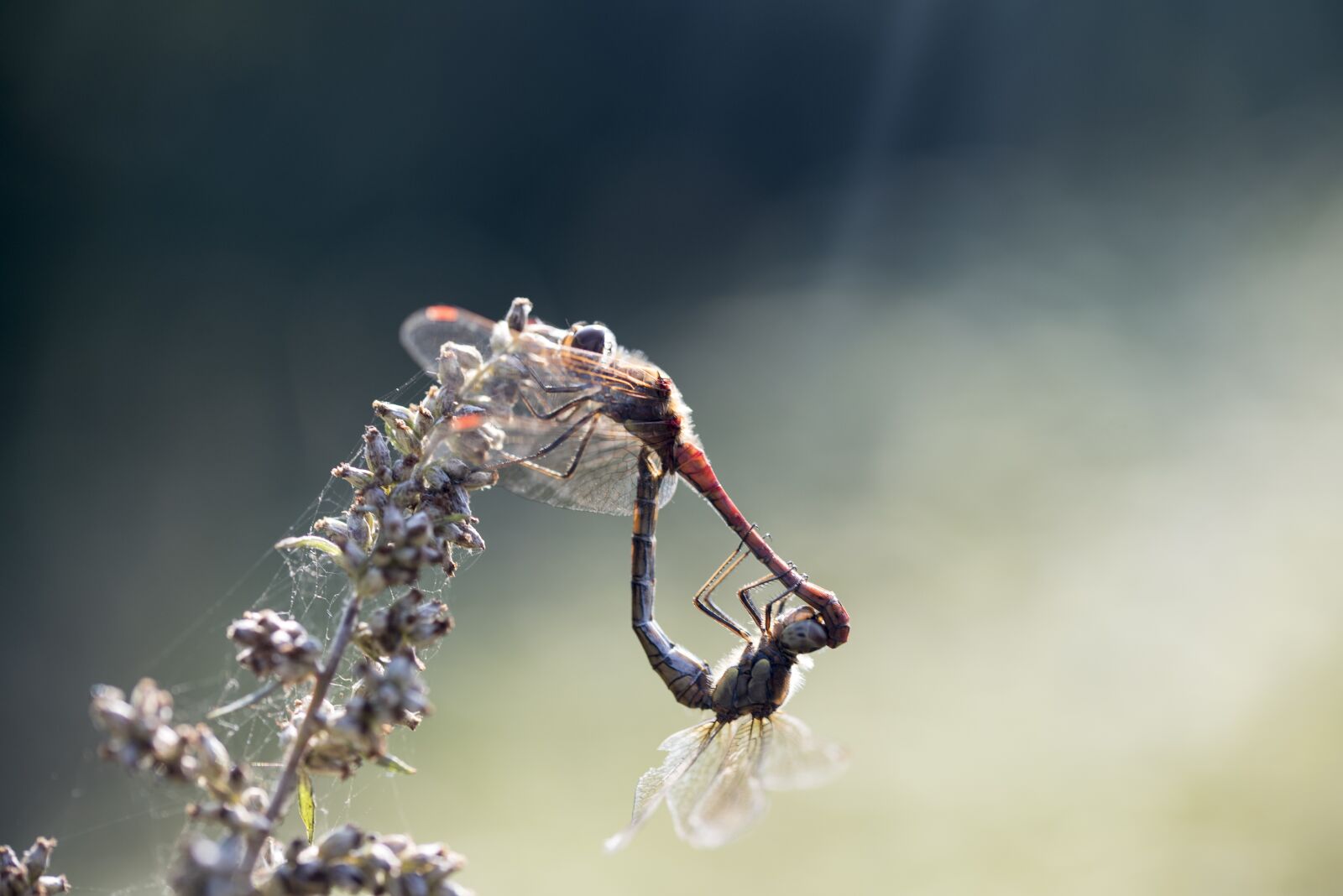 Nikon D750 sample photo. Damesfly, insect, mating photography