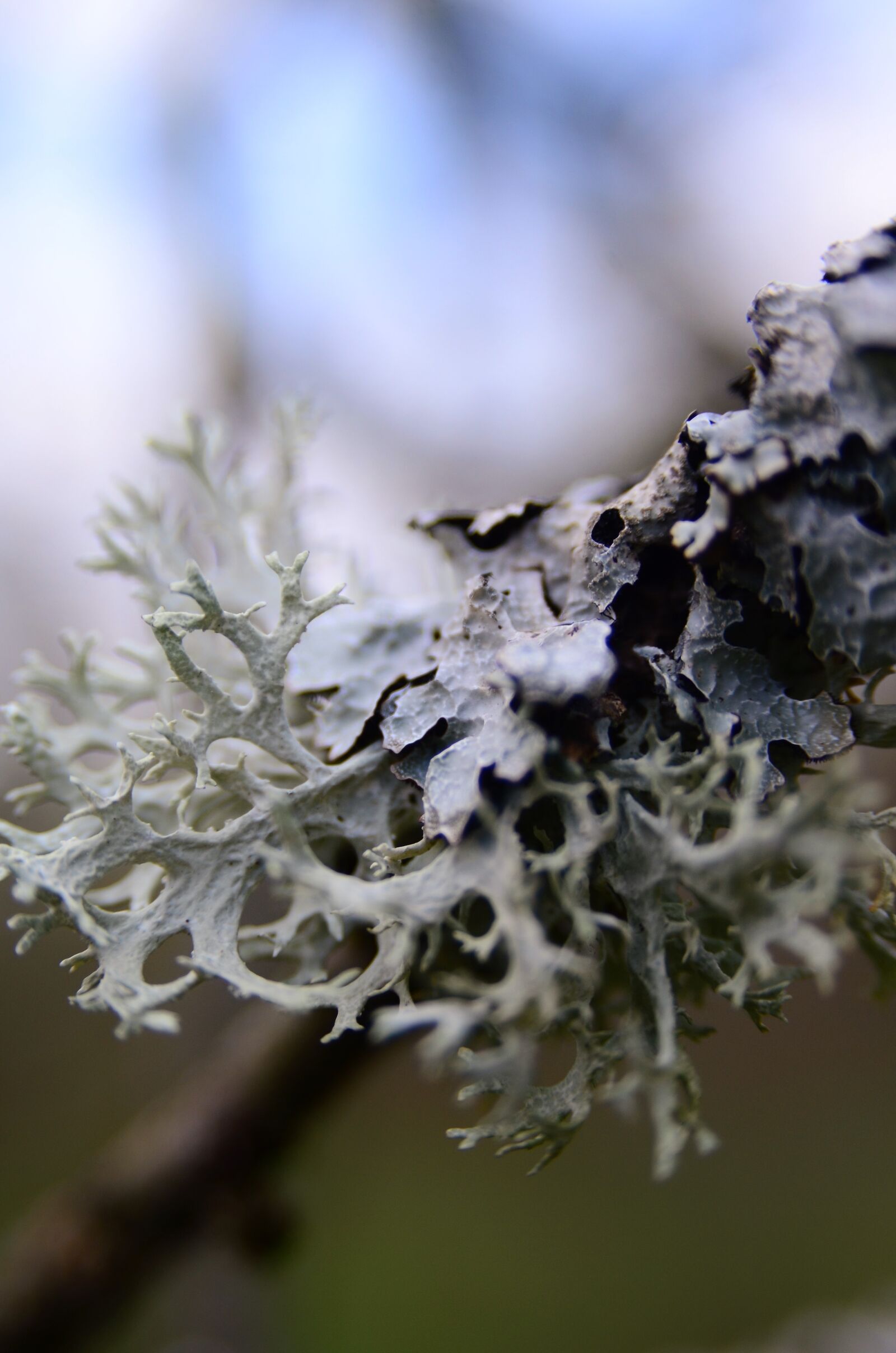 Nikon D7000 sample photo. Brush braid, lichen, branch photography