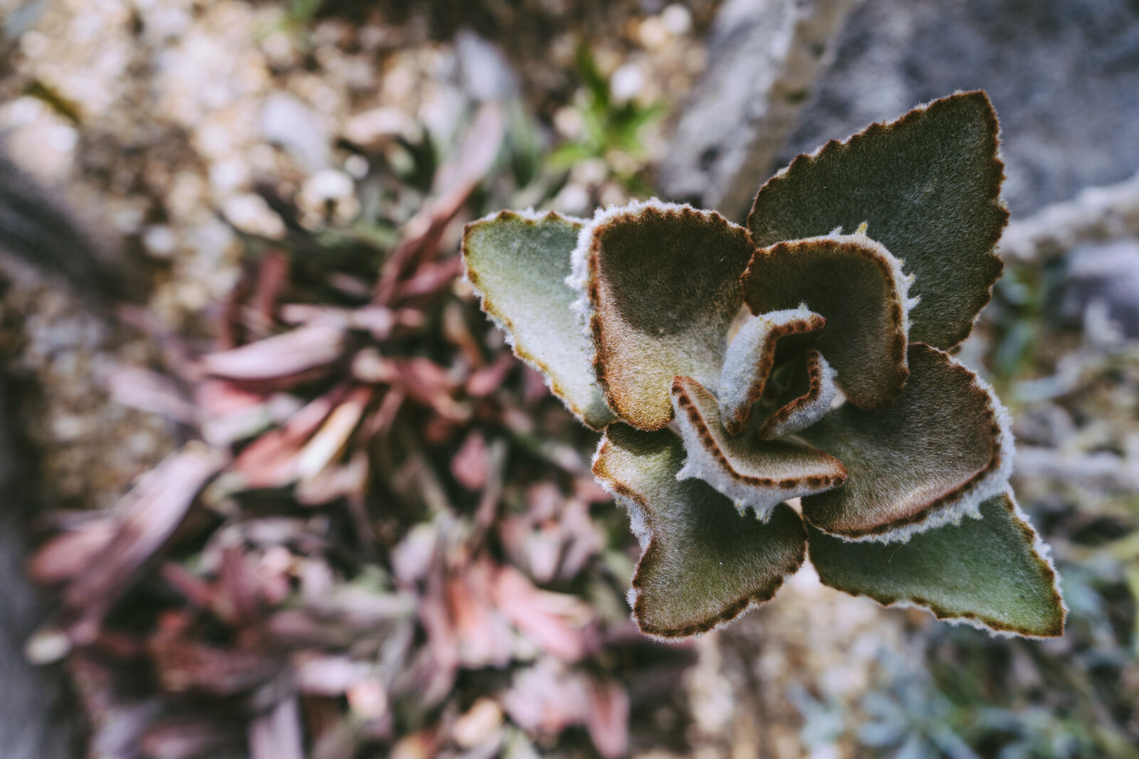 Sony a7 II + Sony FE 28-70mm F3.5-5.6 OSS sample photo. Selective, focus, photo, of photography
