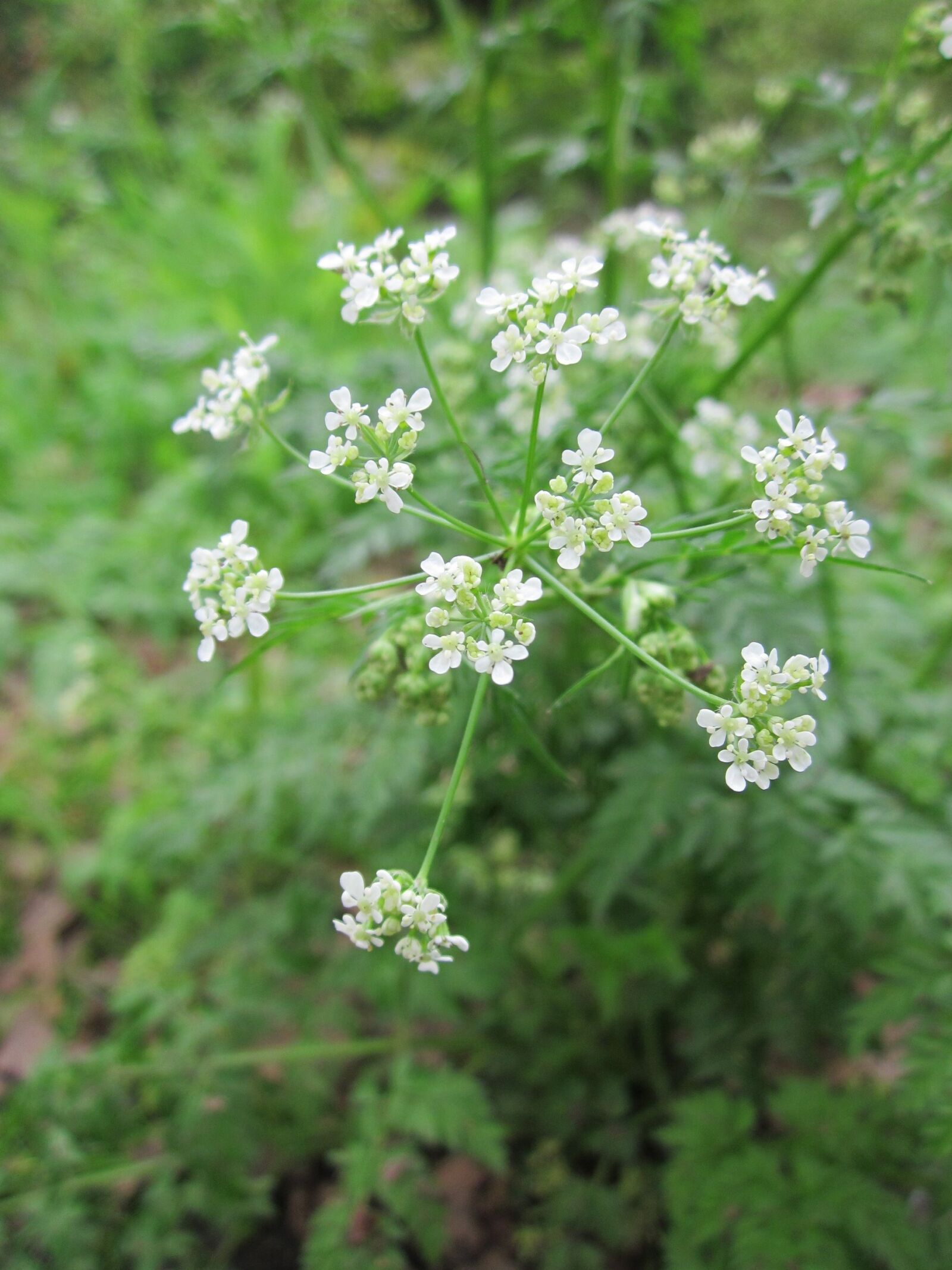 Canon PowerShot A1200 sample photo. Anthriscus sylvestris, cow parsley photography