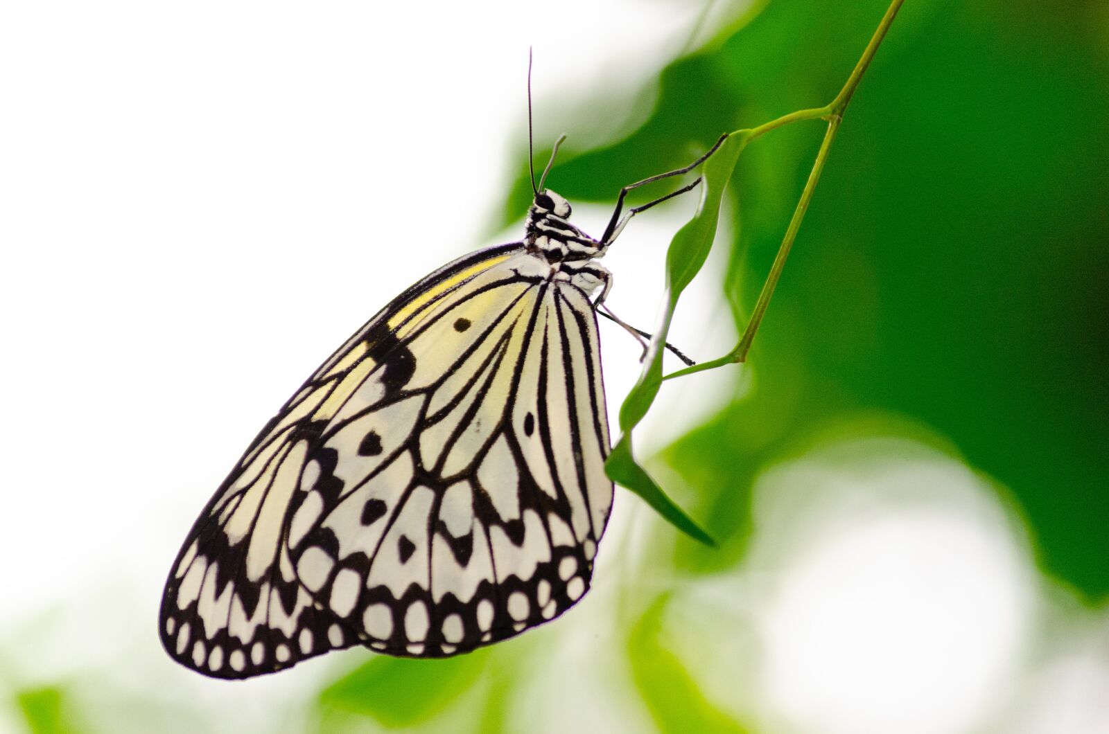 Nikon D5100 sample photo. Butterfly, bug, butterflies photography