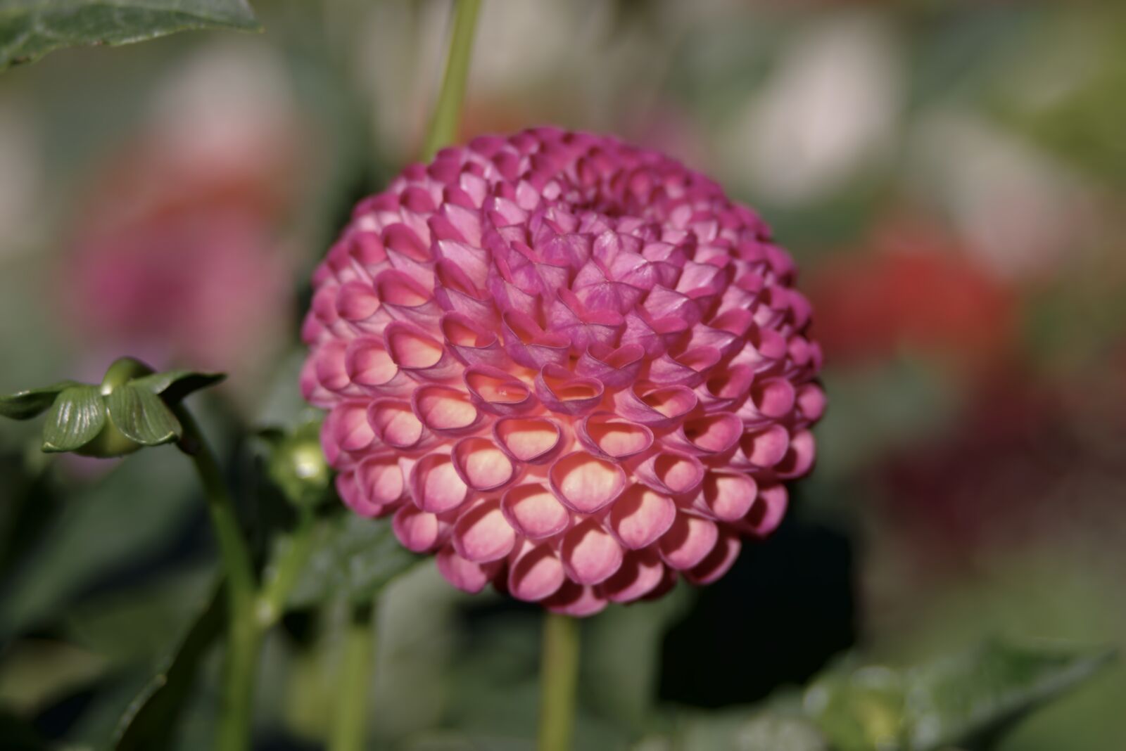 Pentax K-S2 sample photo. Dalia, flower, pink photography