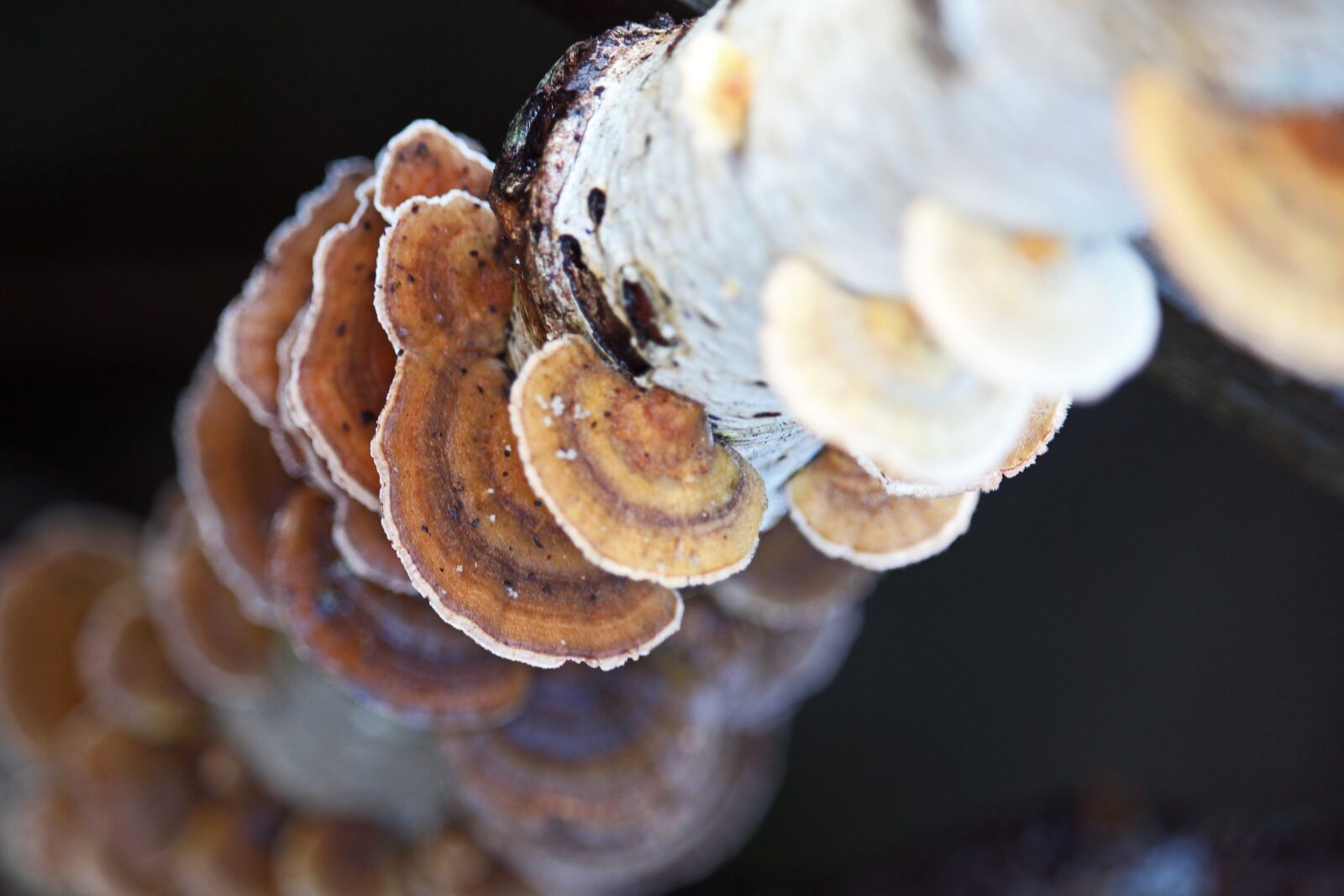 Canon EF-S 55-250mm F4-5.6 IS STM sample photo. Tree fungus, forest, mushroom photography