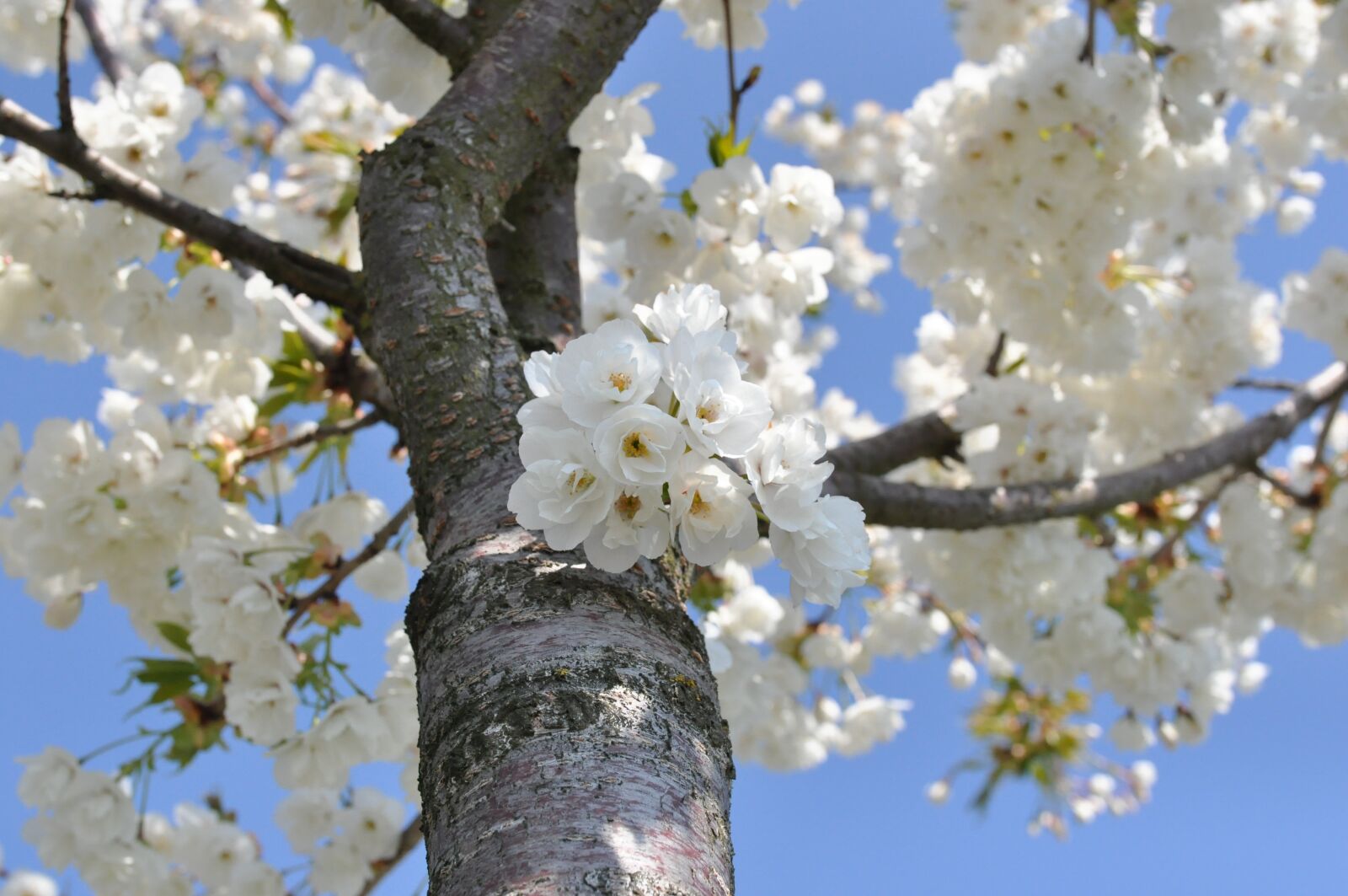 Nikon D90 sample photo. Flowers, nature tree, aesthetic photography