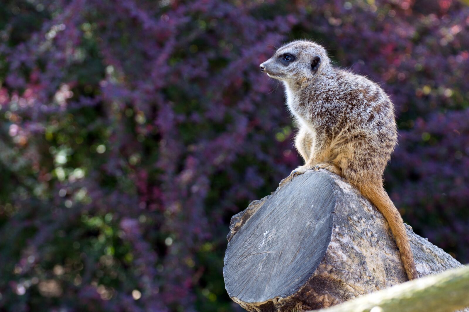 Nikon D3200 sample photo. Meerkat, purple, log photography