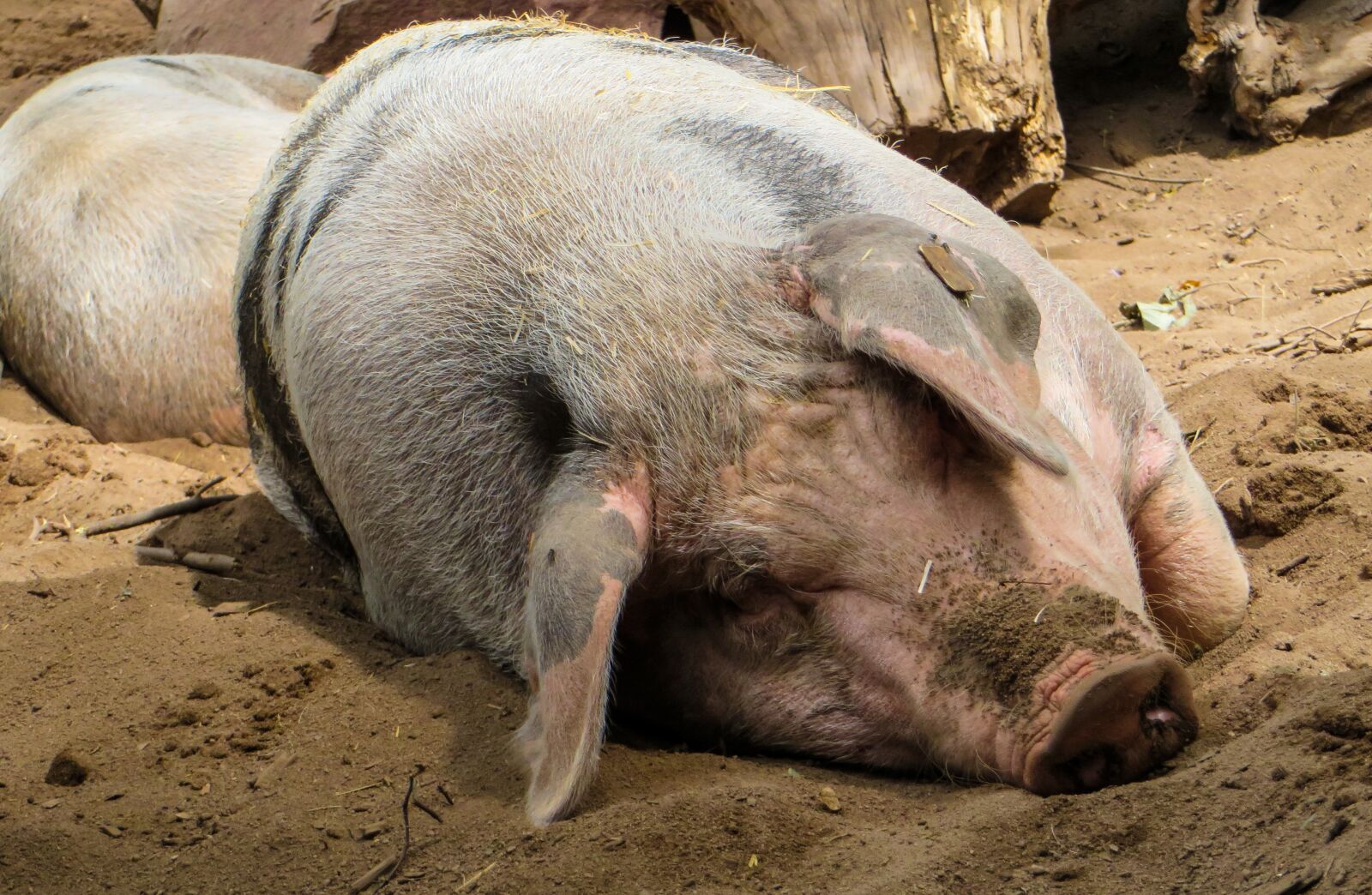 Canon PowerShot SX270 HS sample photo. Pig, domestic pig, farm photography
