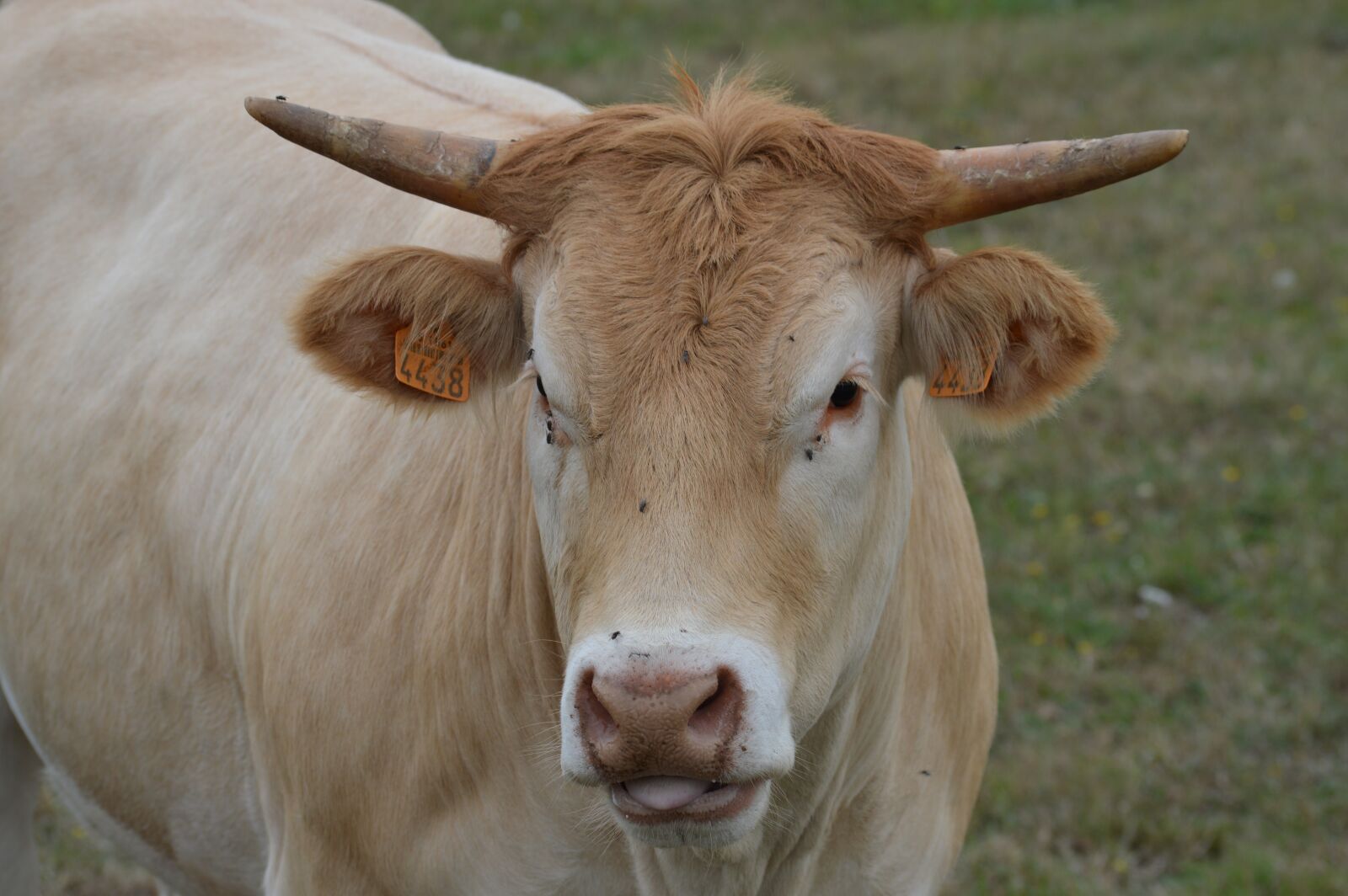 Nikon D3200 sample photo. Cow, pre, cattle photography