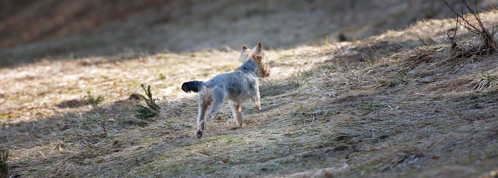 Nikon D7100 sample photo. Dog, out, meadow photography