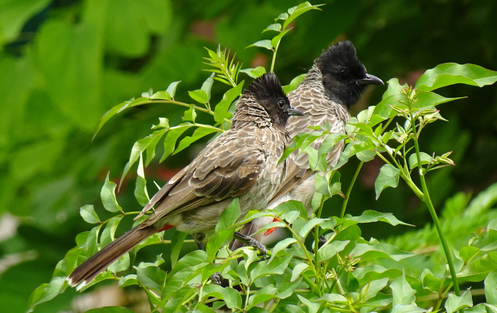 Sony DSC-WX800 sample photo. Bird, red-vented bulbul, pair photography