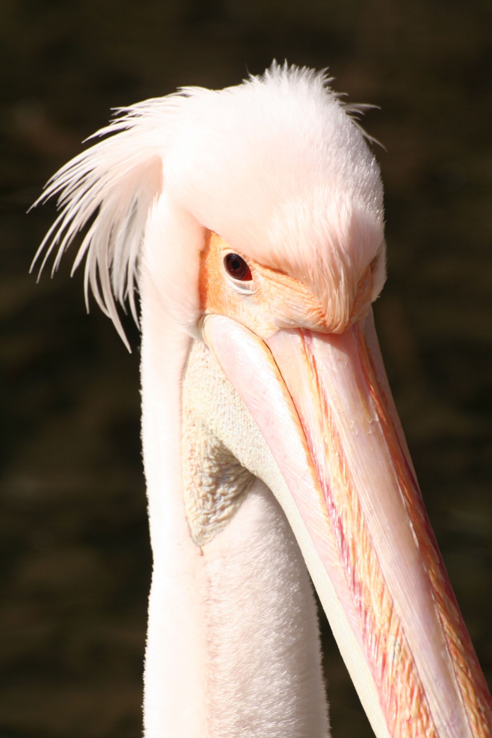 Canon EOS 350D (EOS Digital Rebel XT / EOS Kiss Digital N) sample photo. Pelican, pink, beak photography
