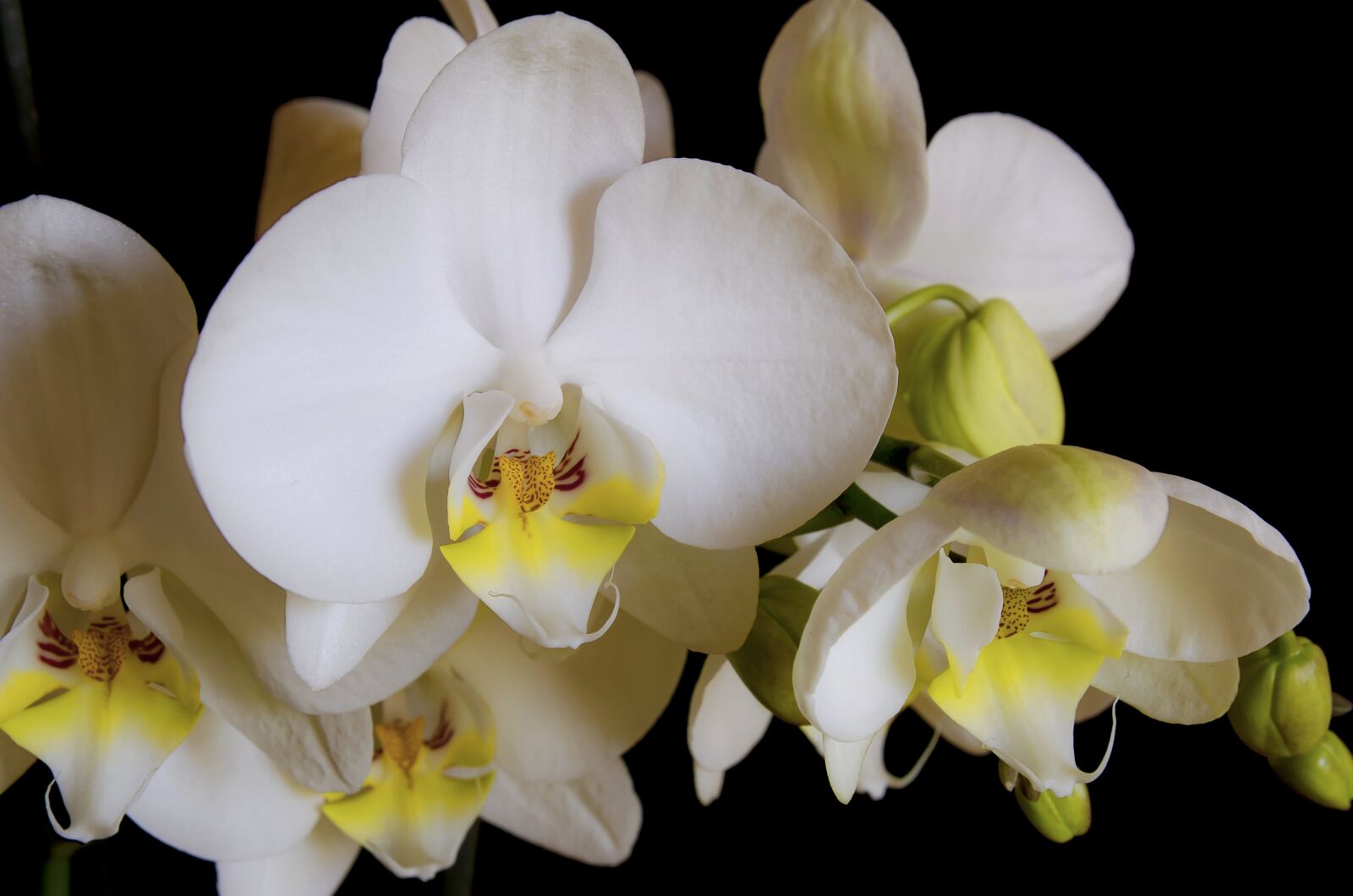 Nikon D5100 sample photo. Orchid, flower, orchids photography