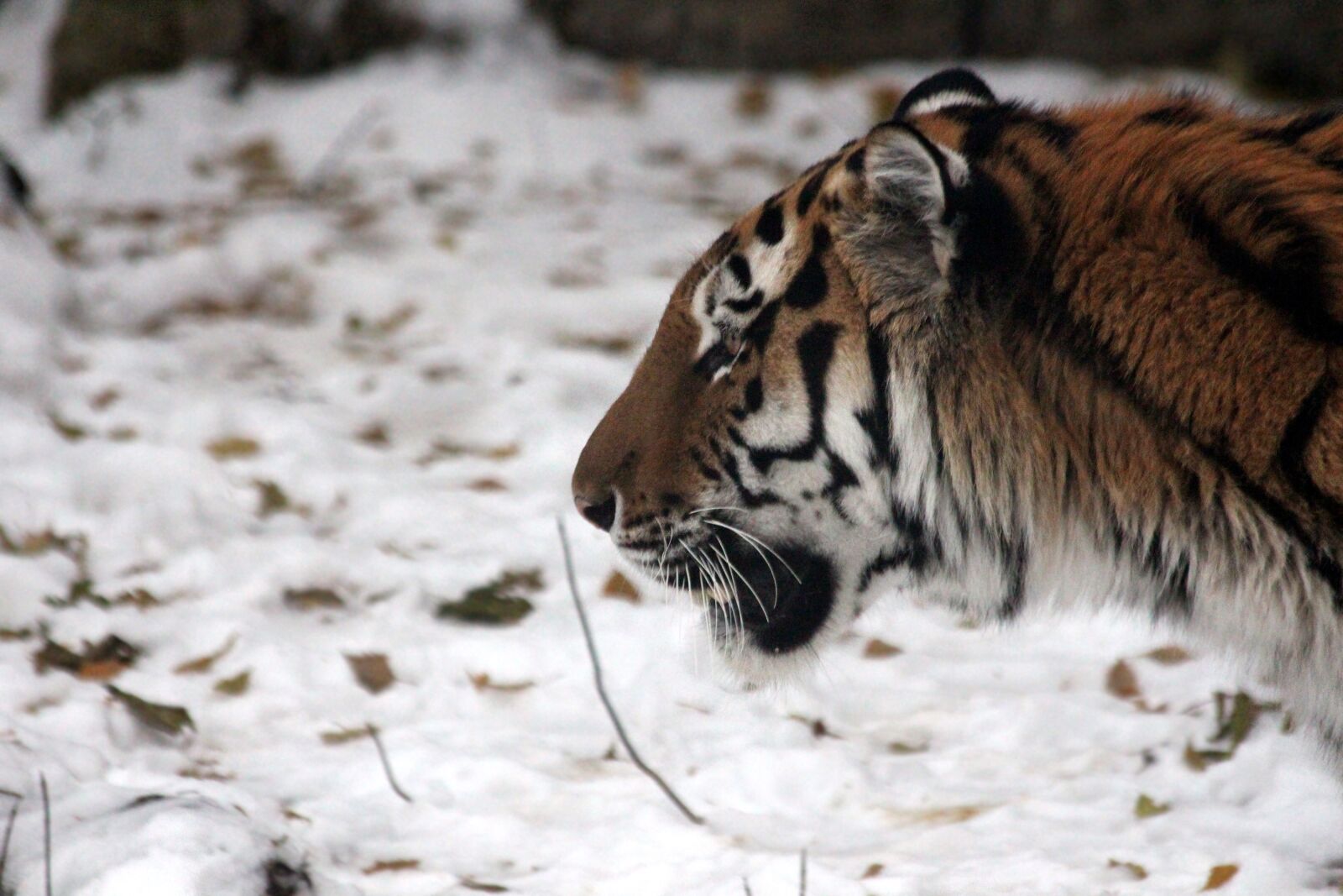 Canon EOS 650D (EOS Rebel T4i / EOS Kiss X6i) sample photo. Tiger, amur tiger, ussurian photography