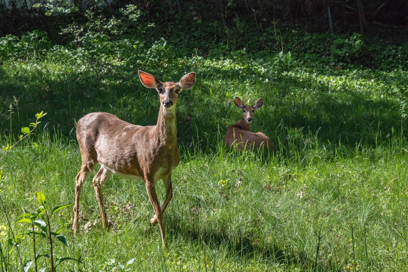 LUMIX G VARIO 12-60/F3.5-5.6 sample photo. Deer, spring, animal photography