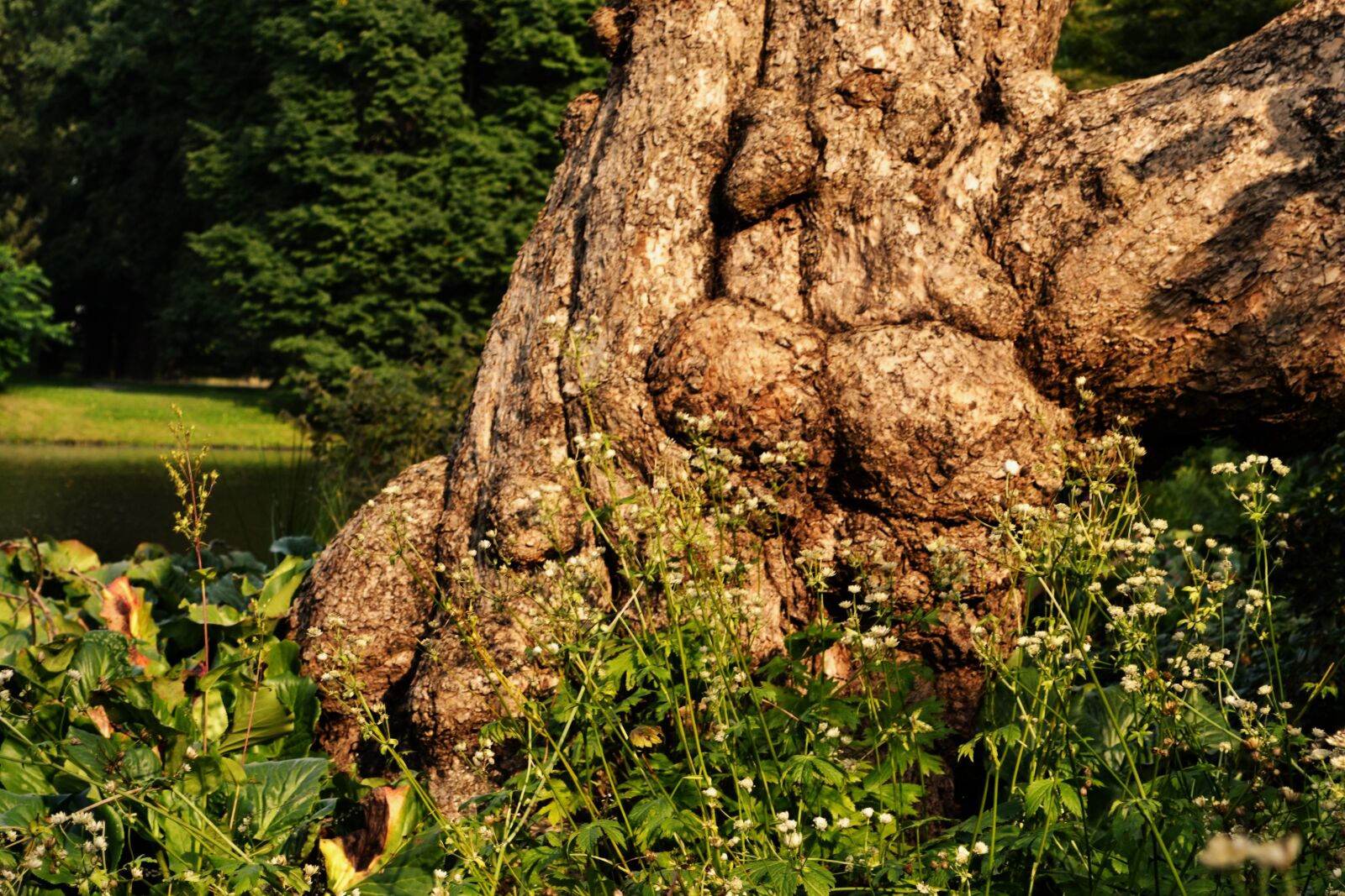 Nikon D3100 sample photo. Tree root, tribe, brown photography