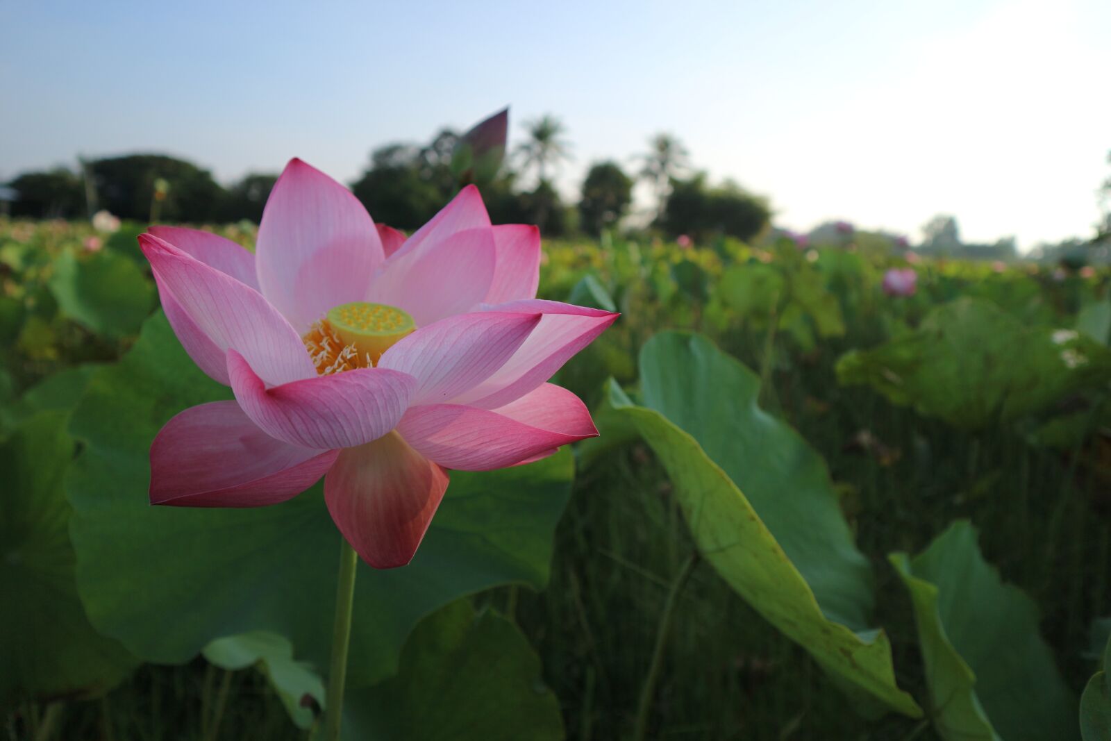 Canon EOS M10 sample photo. Flowers, lotus, lotus colors photography