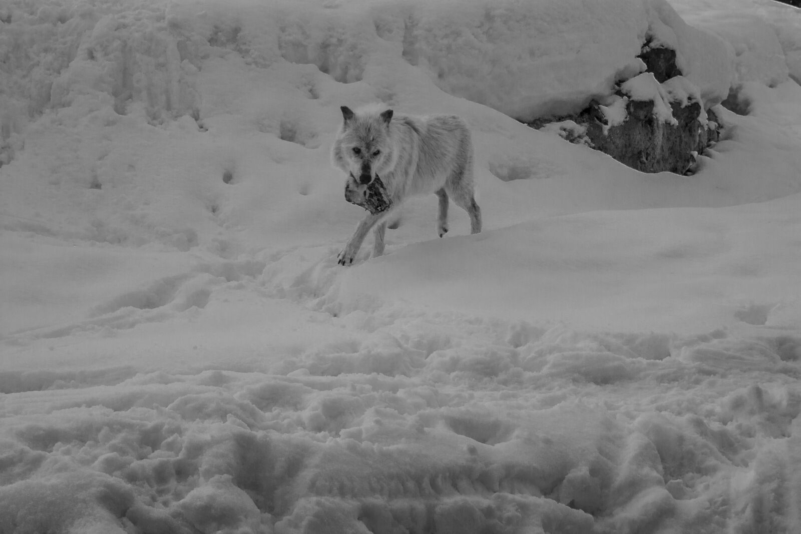 Canon EF 20-35mm F3.5-4.5 USM sample photo. Carnivore, nature, snow, wild photography