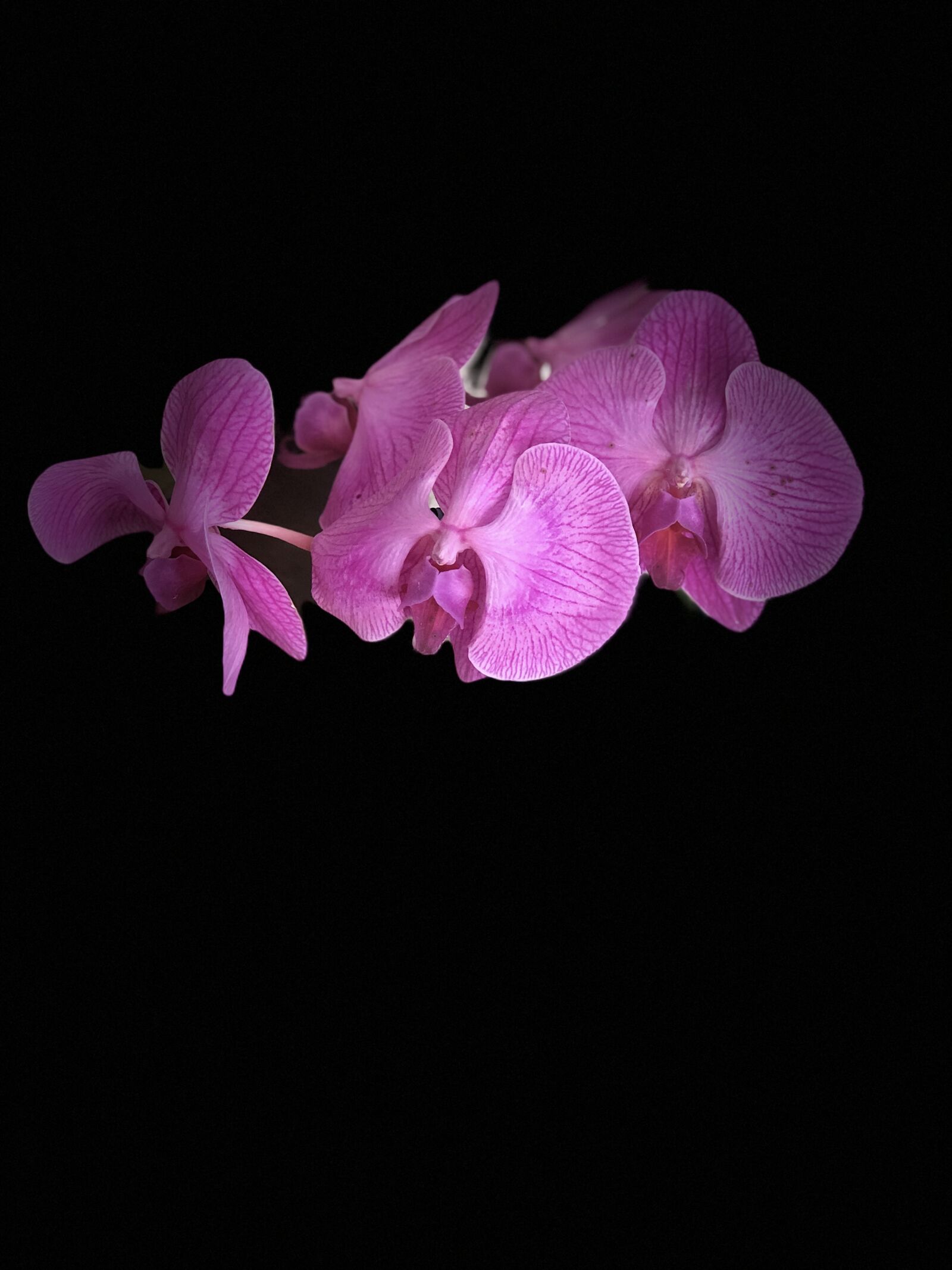 Apple iPhone 8 Plus sample photo. Flower, orchid, plant photography